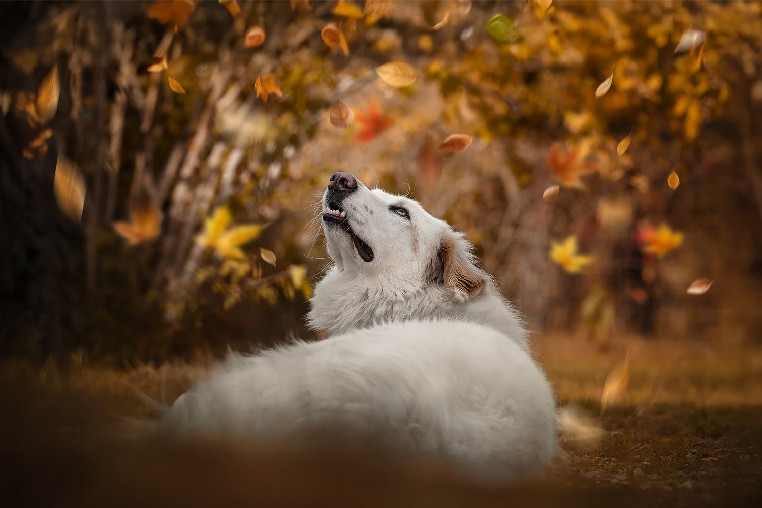 Fotografia Cani a Cuneo e provincia. Ritratto