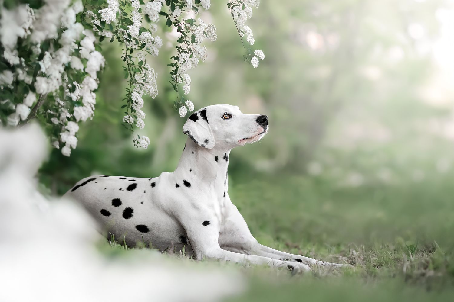 Fotografia di ritratto cane dalmata tra i fiori bianchi a Cuneo e Provincia in primavera; toni verdi