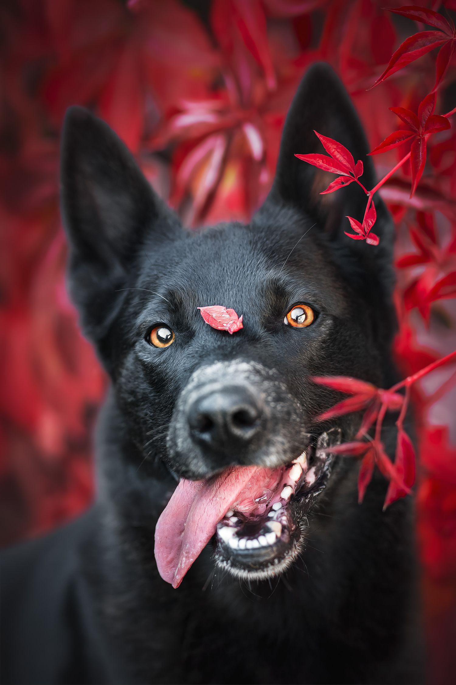 Fotografia Cani a Cuneo e provincia. Ritratto