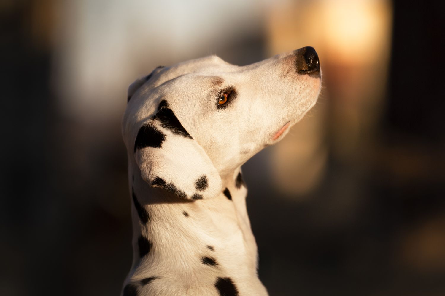Fotografia Cani a Cuneo e provincia. Ritratto