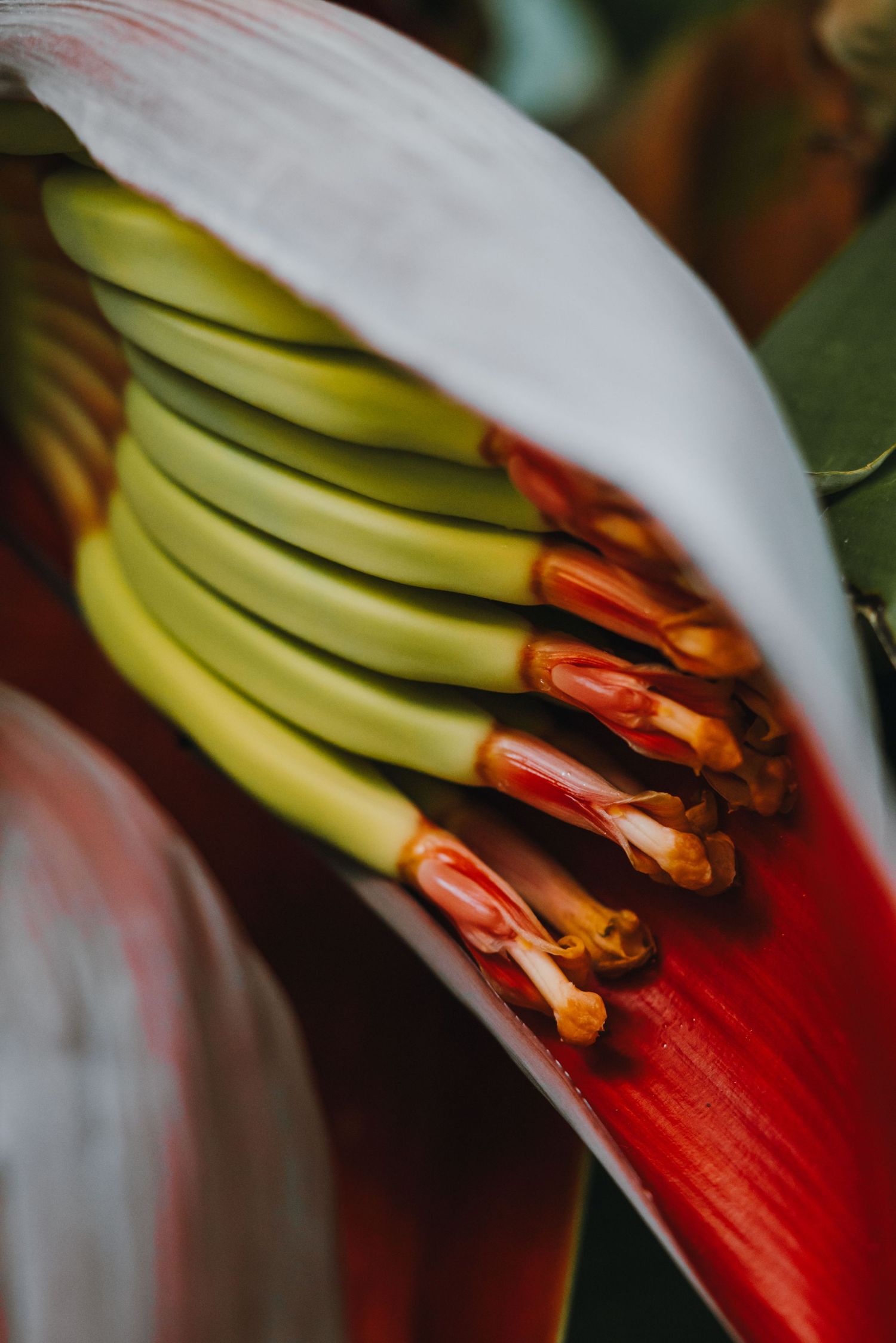 Close-up of a vibrant banana flower with green and red petals unfurling in detail.
