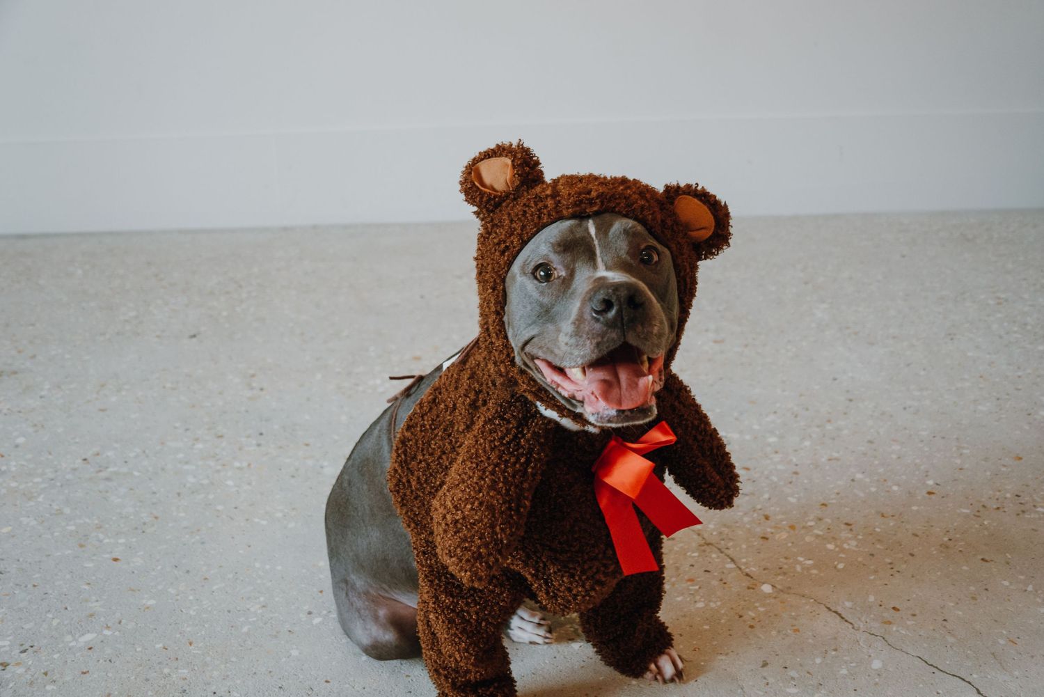 A happy pit bull dog wearing a brown teddy bear Halloween costume with red bow tie sitting on floor.