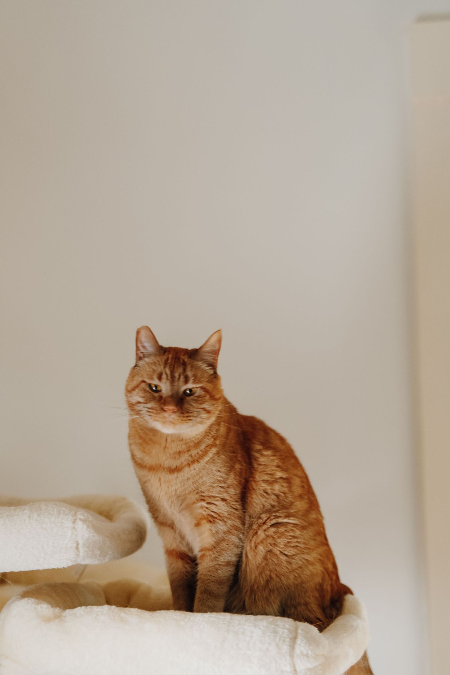 An orange tabby cat sitting upright on a white cat tree, looking directly at the camera with a calm expression.