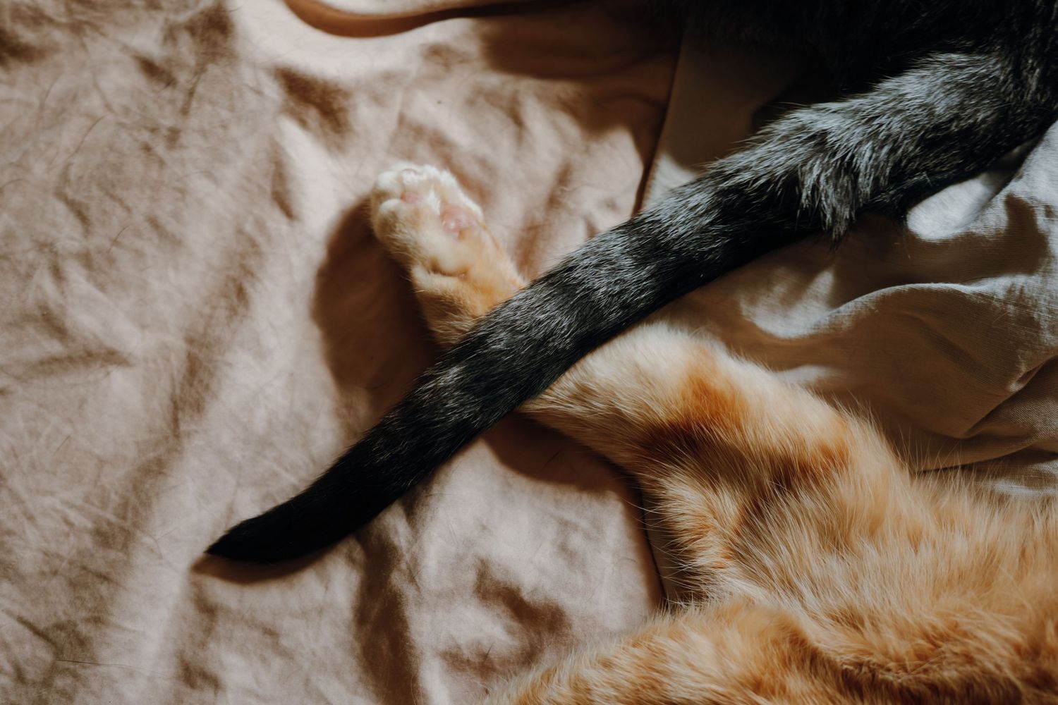 Close-up of a black cat tail resting across an orange tabby cat on a beige linen surface in sunlight.