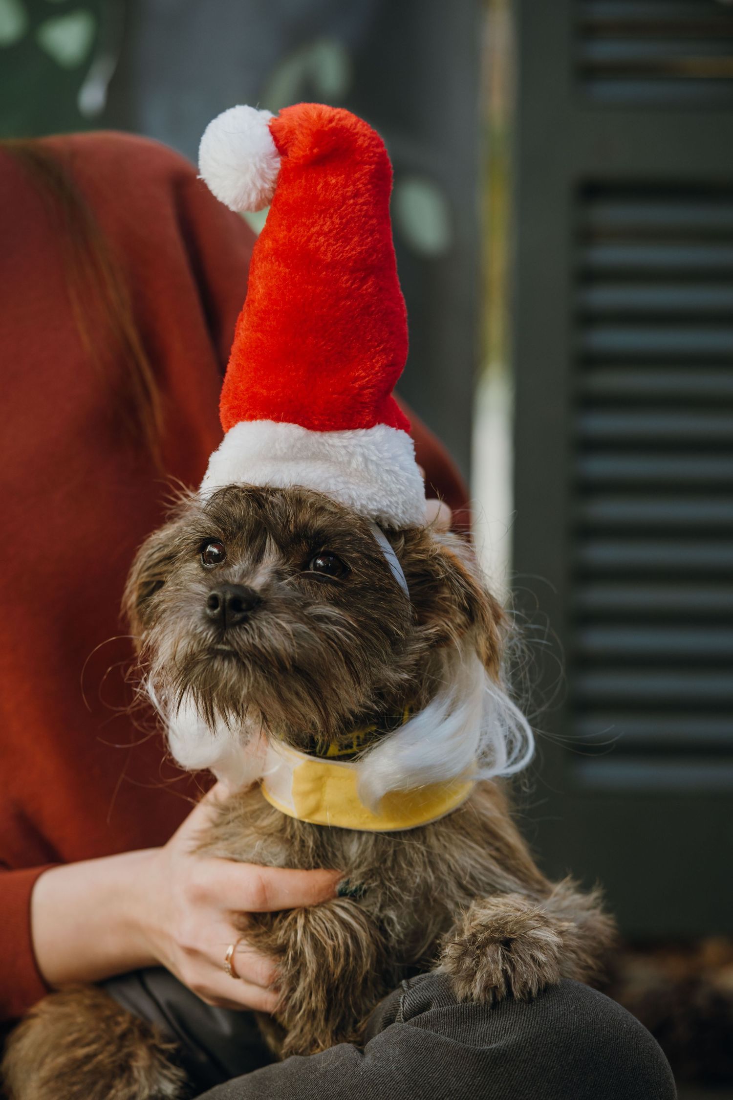 A fluffy brown dog wearing a red Santa Claus hat and yellow collar, held by a person in a red sweater.