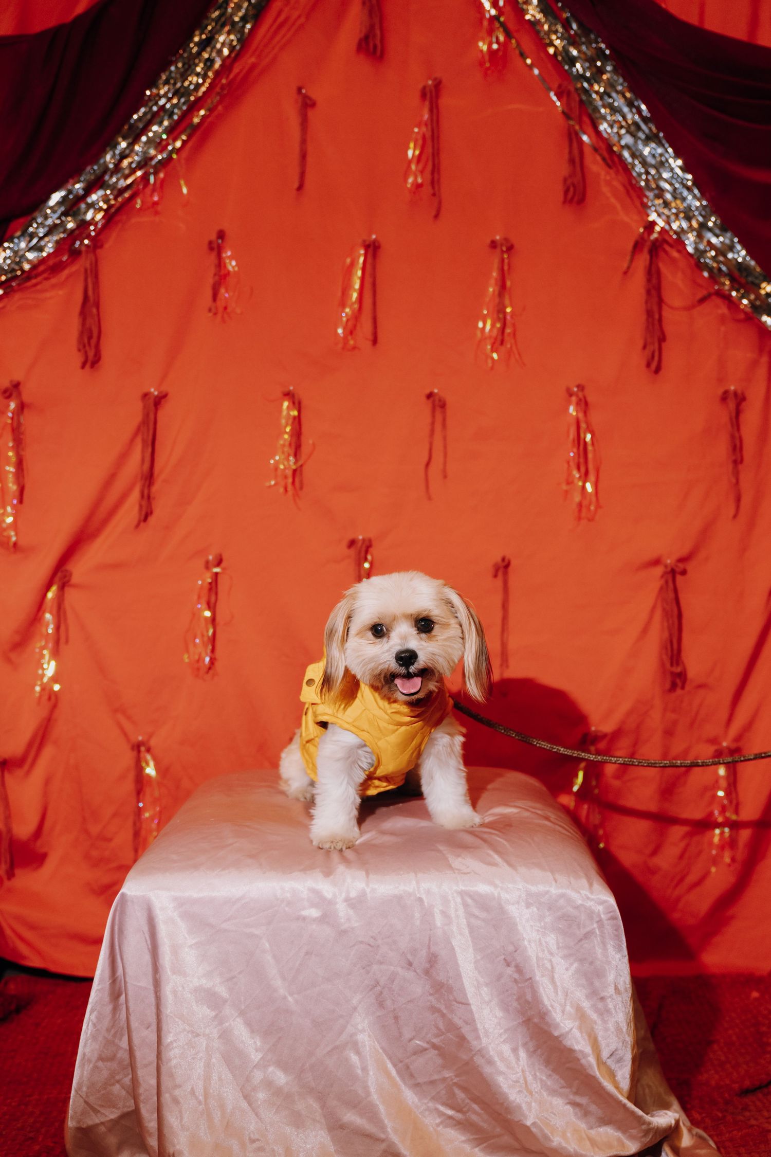 Adorable white fluffy dog in a yellow outfit sits on a pink satin bench against a red festive backdrop.