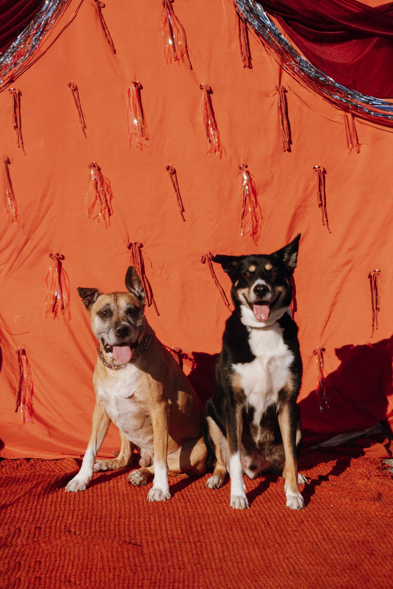 Two happy dogs sitting together in front of a vibrant red curtain backdrop with decorative tassels.