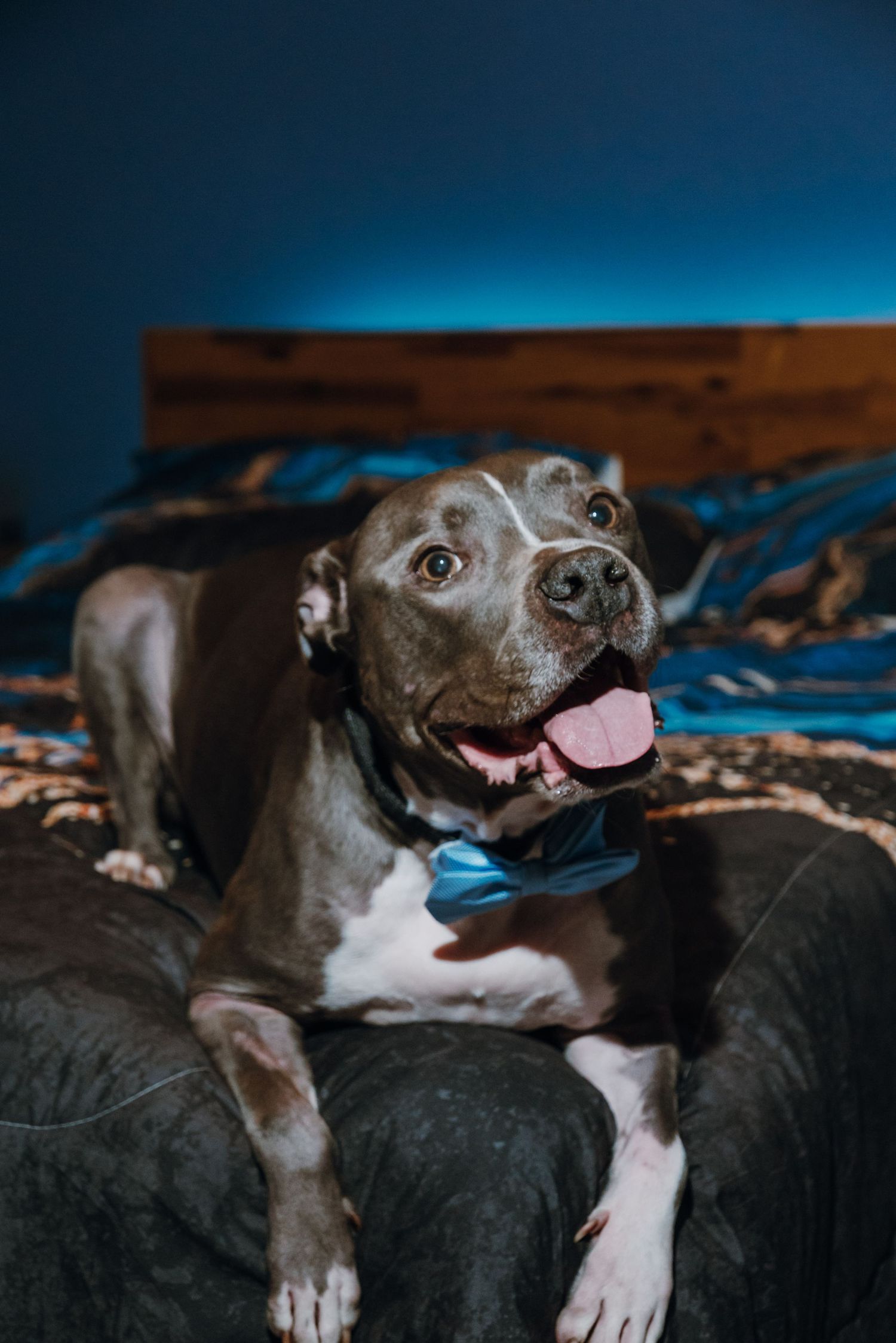 A happy gray Pit Bull dog with a blue bow tie lounges on a couch in front of a bed with blue bedding.