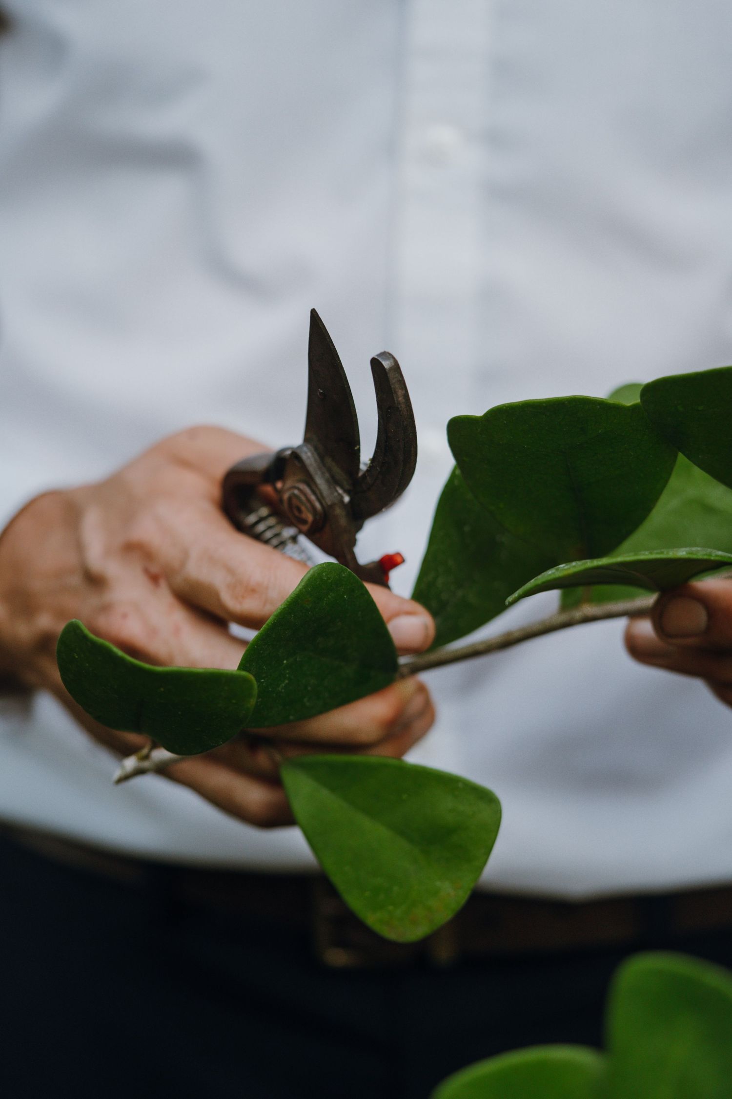 Person in white shirt trimming green leaves with pruning shears up close.