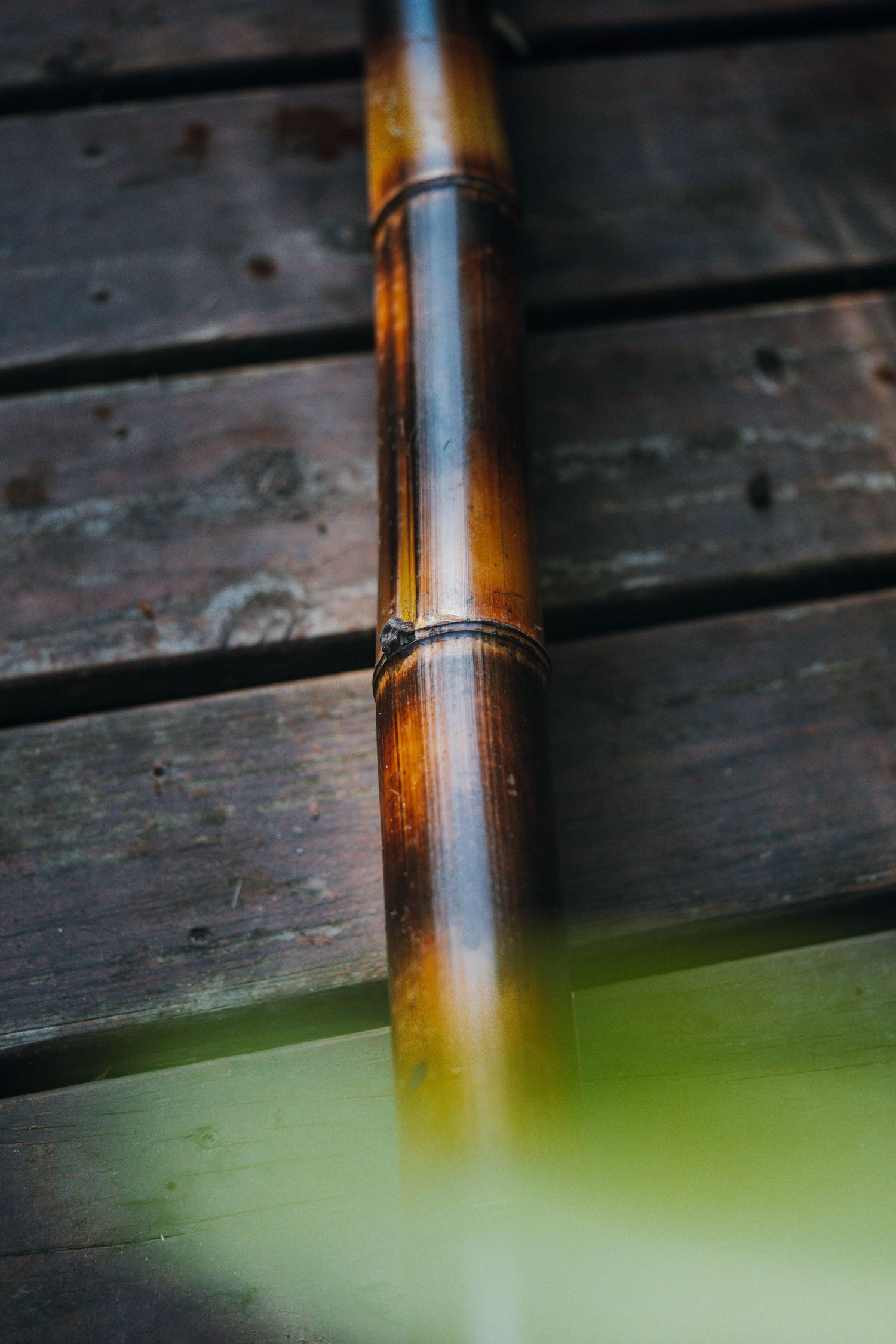 Close-up of golden bamboo stalk resting on rustic wooden planks above green water.
