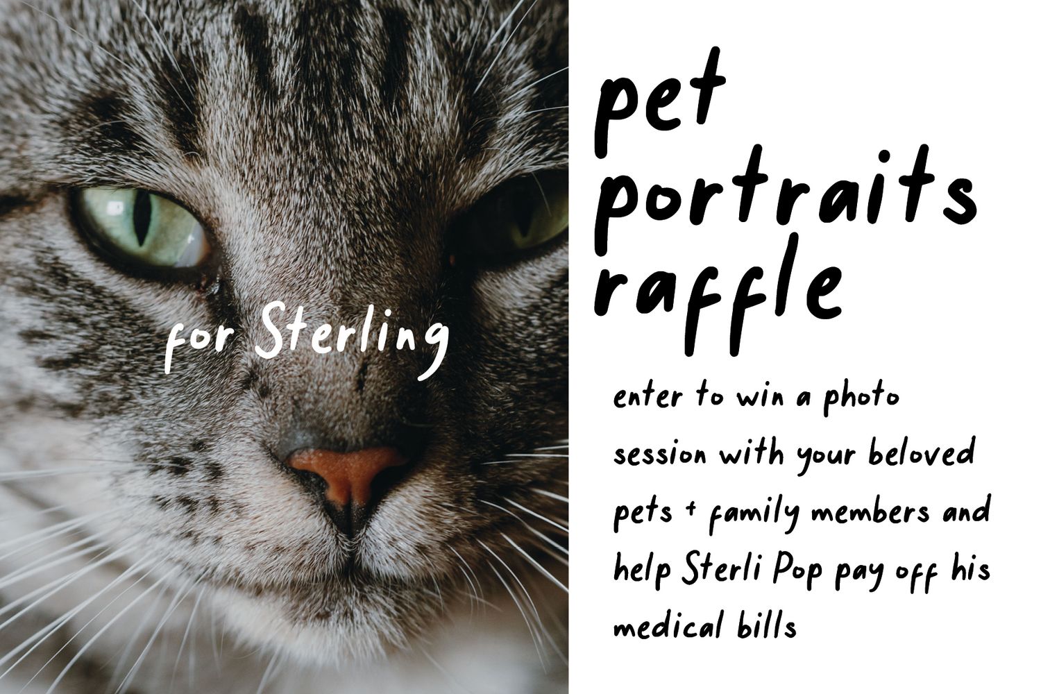 A pet portraits raffle flyer featuring a tabby cat, offering a photo session to help Sterling pay his medical bills.