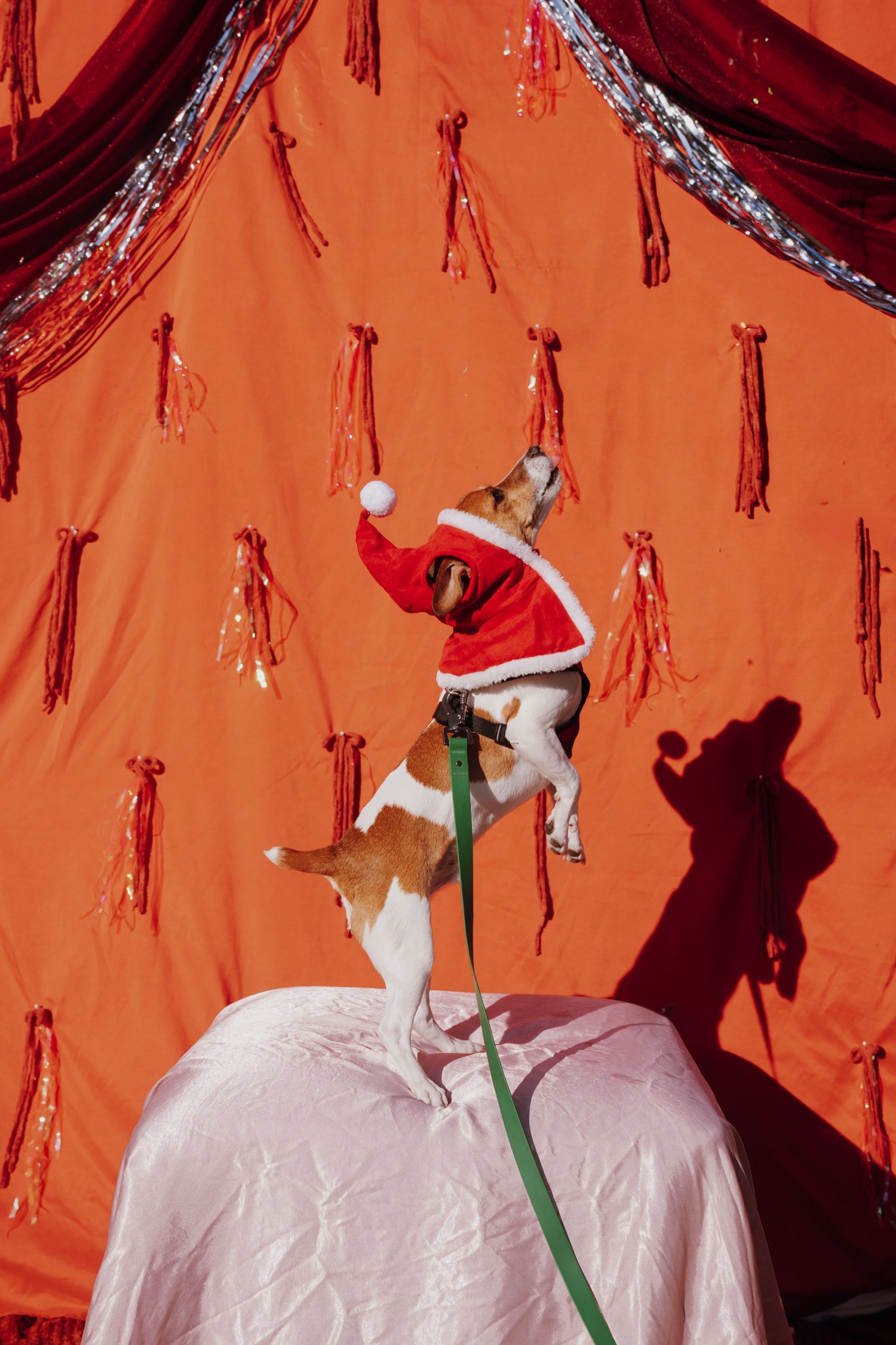 A small dog dressed in a Santa Claus costume stands on a white surface against a festive red backdrop with decorative tassels.