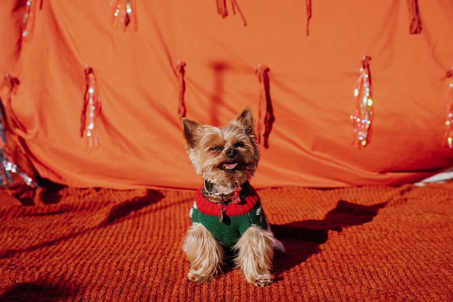 A Yorkshire Terrier wearing a festive Christmas elf outfit sits on a red carpet against a red holiday backdrop.