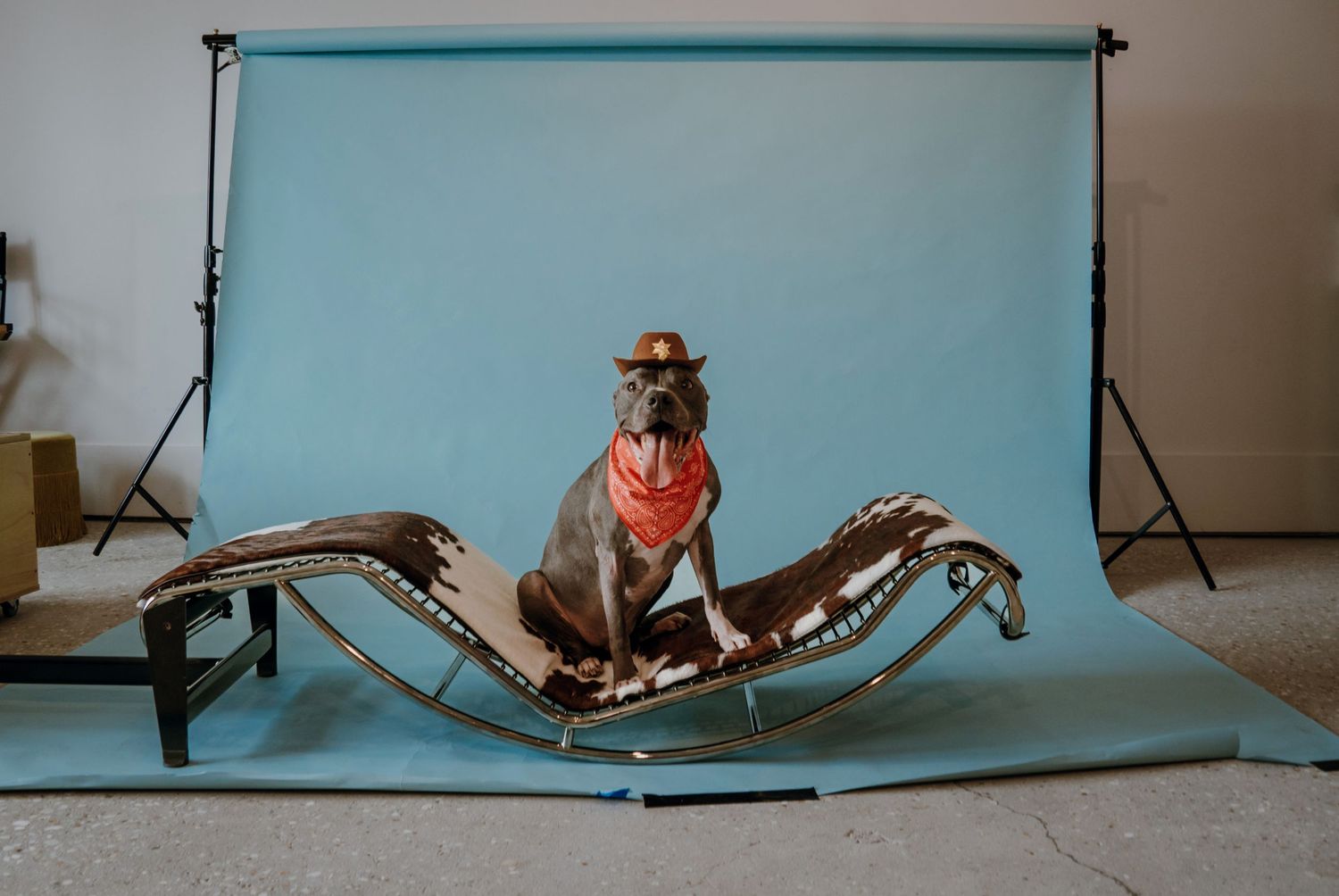 Gray pitbull dog wearing cowboy hat and orange bandana sitting on chaise lounge chair against blue studio backdrop.