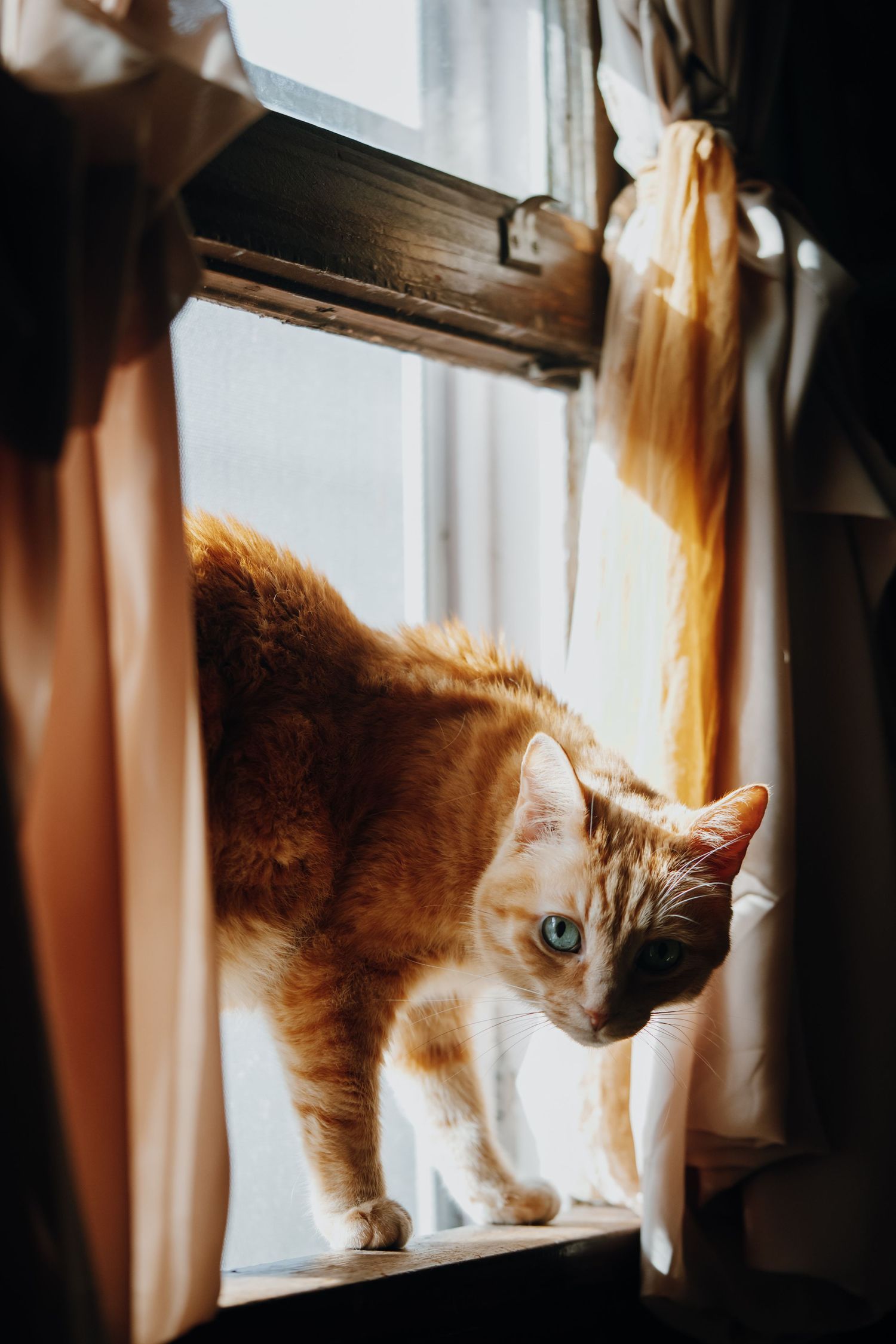 An orange tabby cat with blue eyes perched on a wooden windowsill between sheer curtains in warm sunlight.