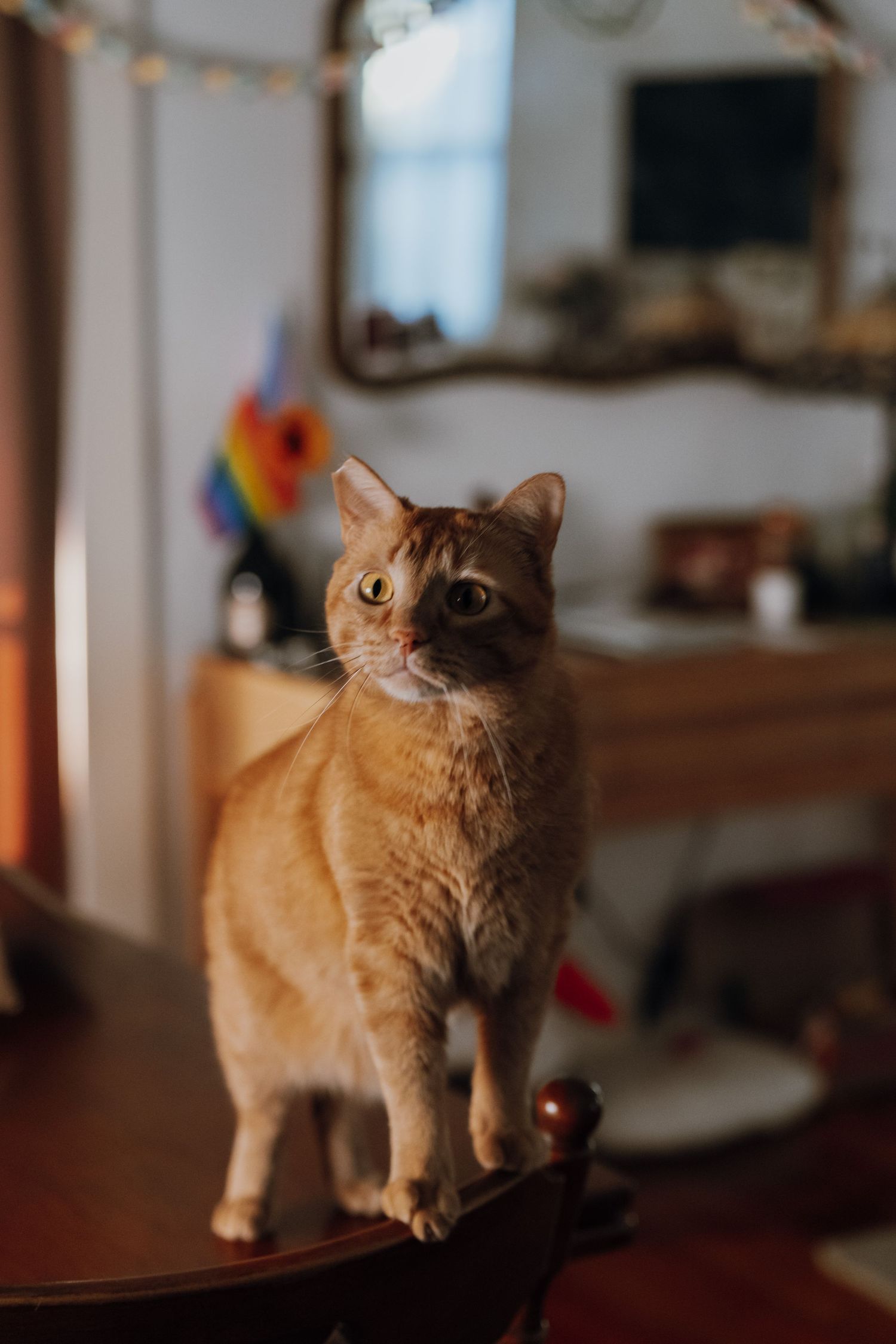 An orange tabby cat standing on a wooden table indoors, with a rainbow flag and cozy room decor visible in the background.