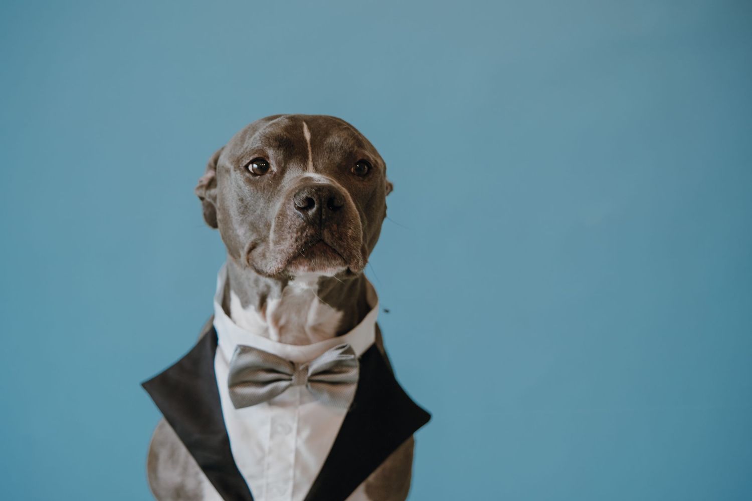 A dapper gray pit bull dog wearing a black tuxedo jacket and bow tie poses against a blue background.