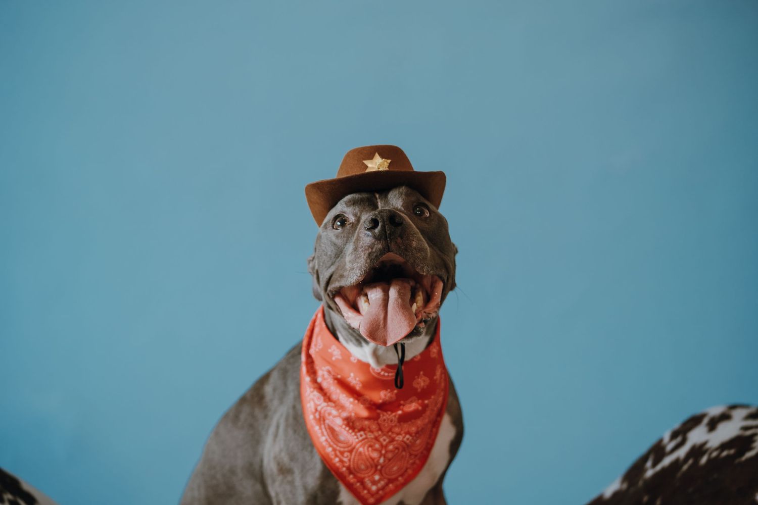 A gray pit bull dog wearing a brown cowboy hat and red bandana poses against a blue background.