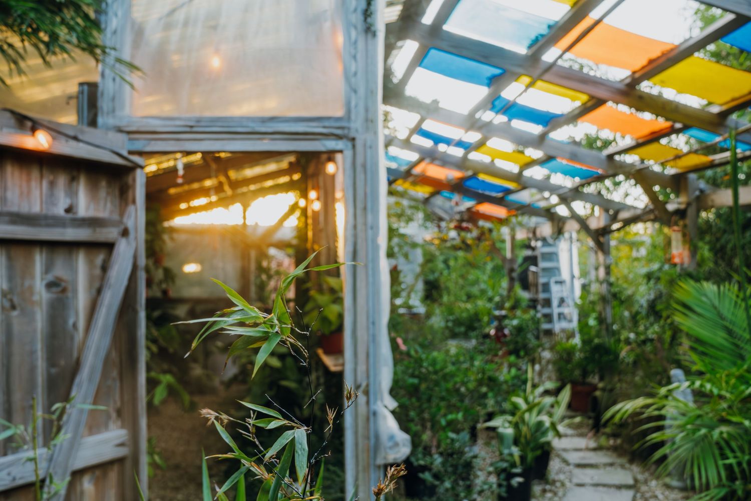 Colorful greenhouse pathway with vibrant roof panels and lush tropical plants at dusk.