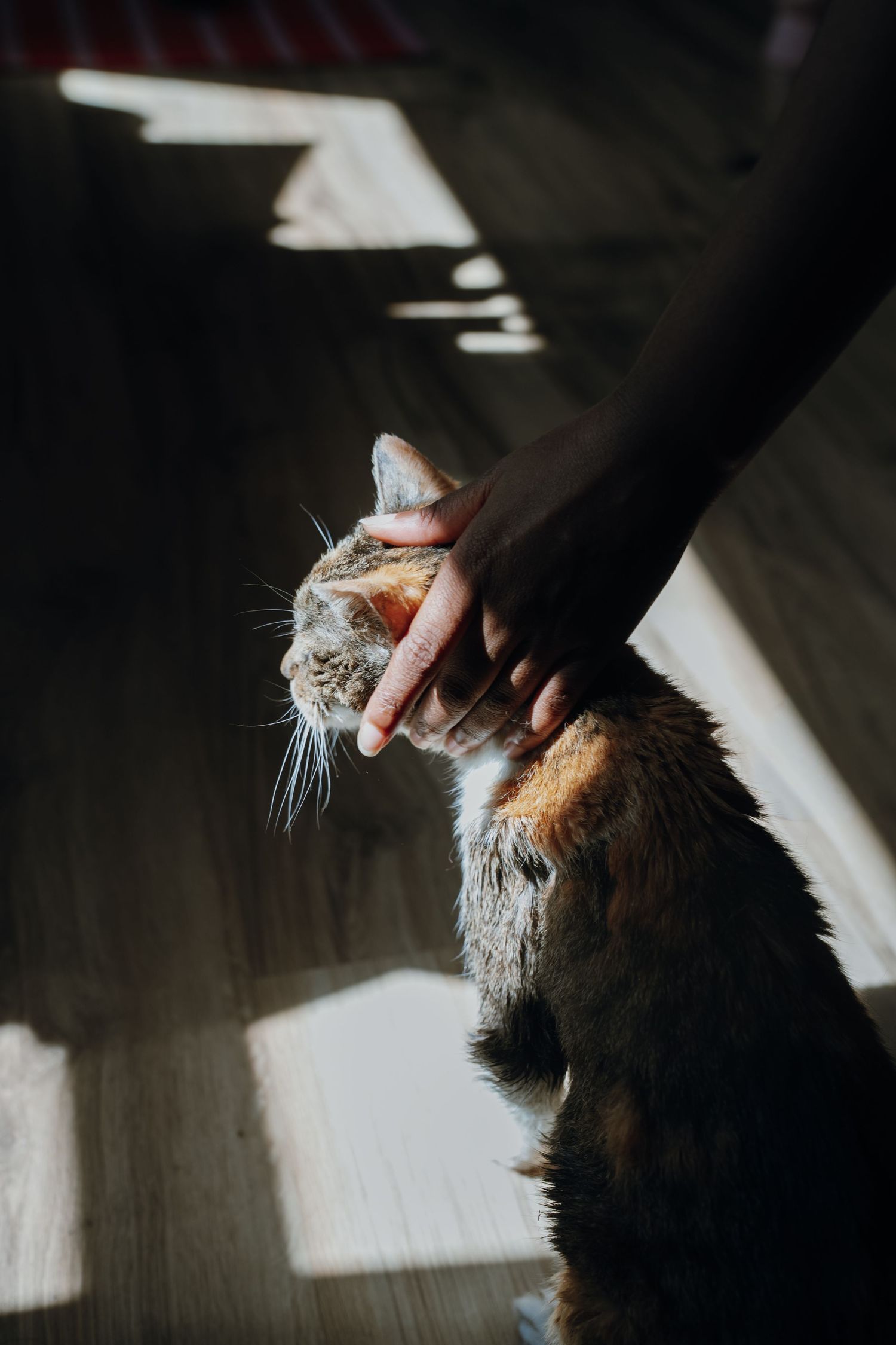 Hand gently petting a calico cat in dramatic sunlight on a wooden floor.