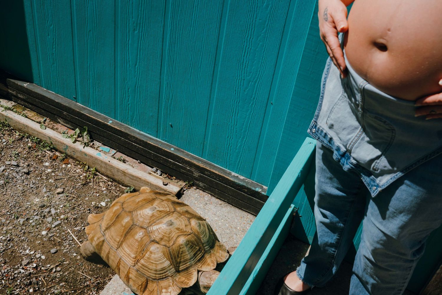 Close-up of a tortoise near a person's pregnant belly wearing denim overalls by a teal wooden fence.