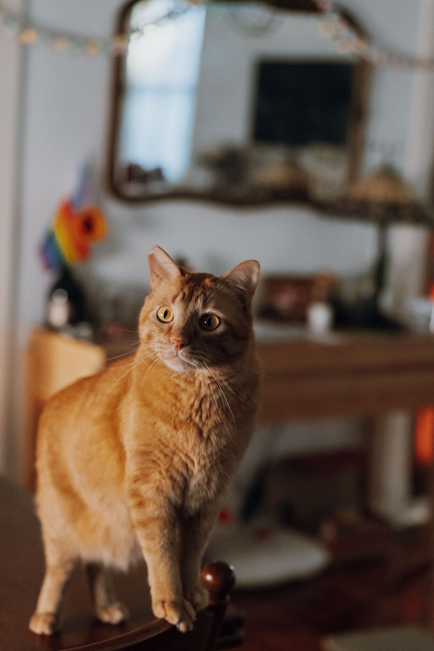 An orange tabby cat standing on a dark surface indoors, gazing curiously with a mirror and rainbow flag in the background.