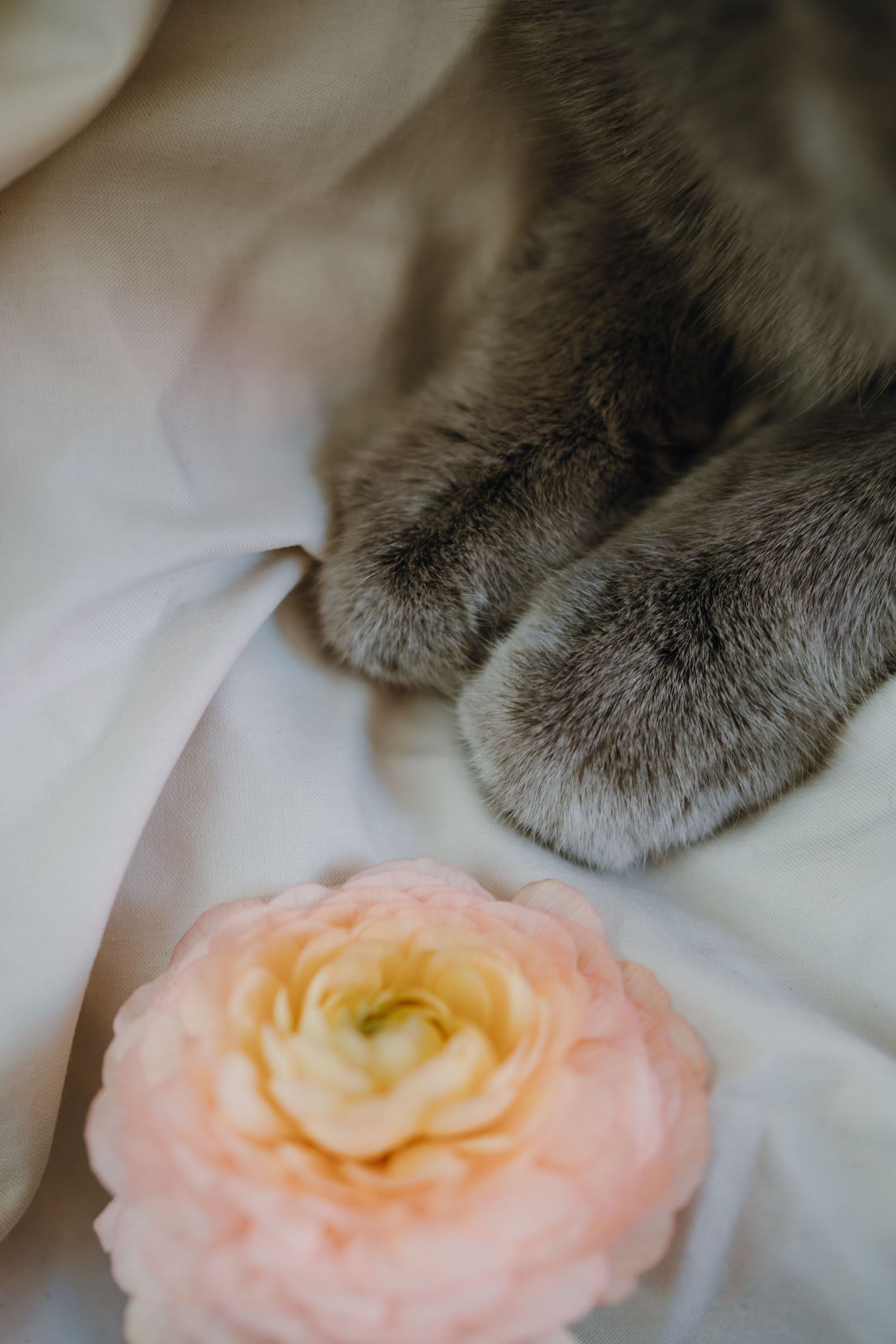 Gray cat paws resting on white fabric beside a soft pink ranunculus flower.