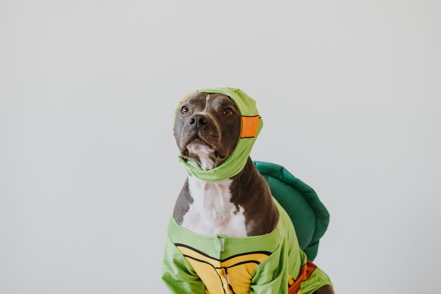 A cute pit bull dog wearing a green Teenage Mutant Ninja Turtle costume against a white background.