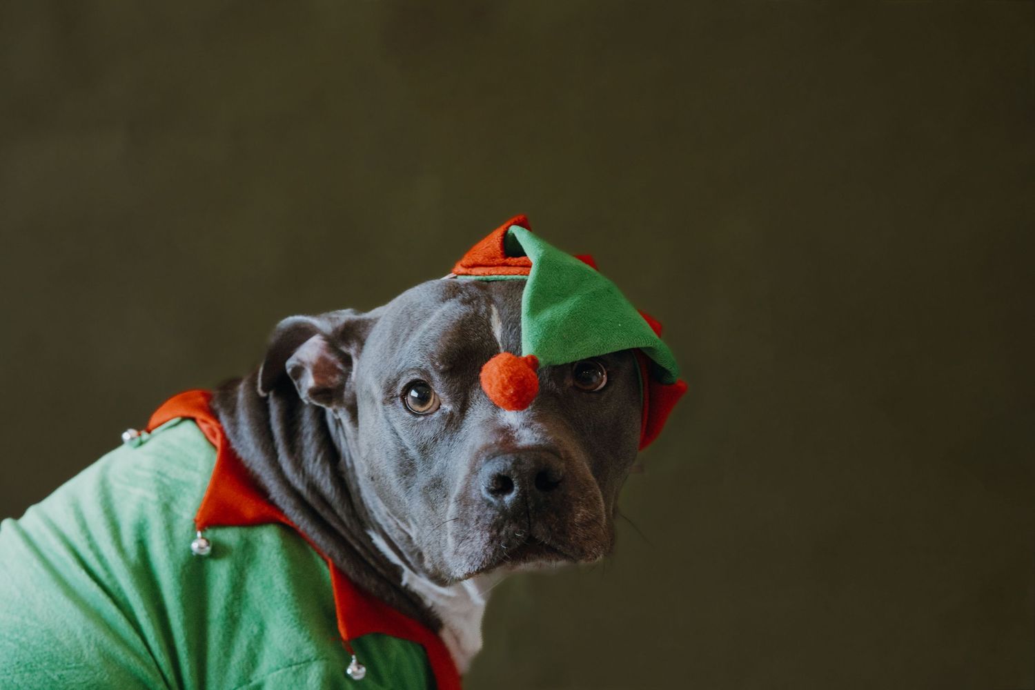 Gray pit bull dog wearing a green elf costume with red trim and orange pom-pom hat for Christmas.