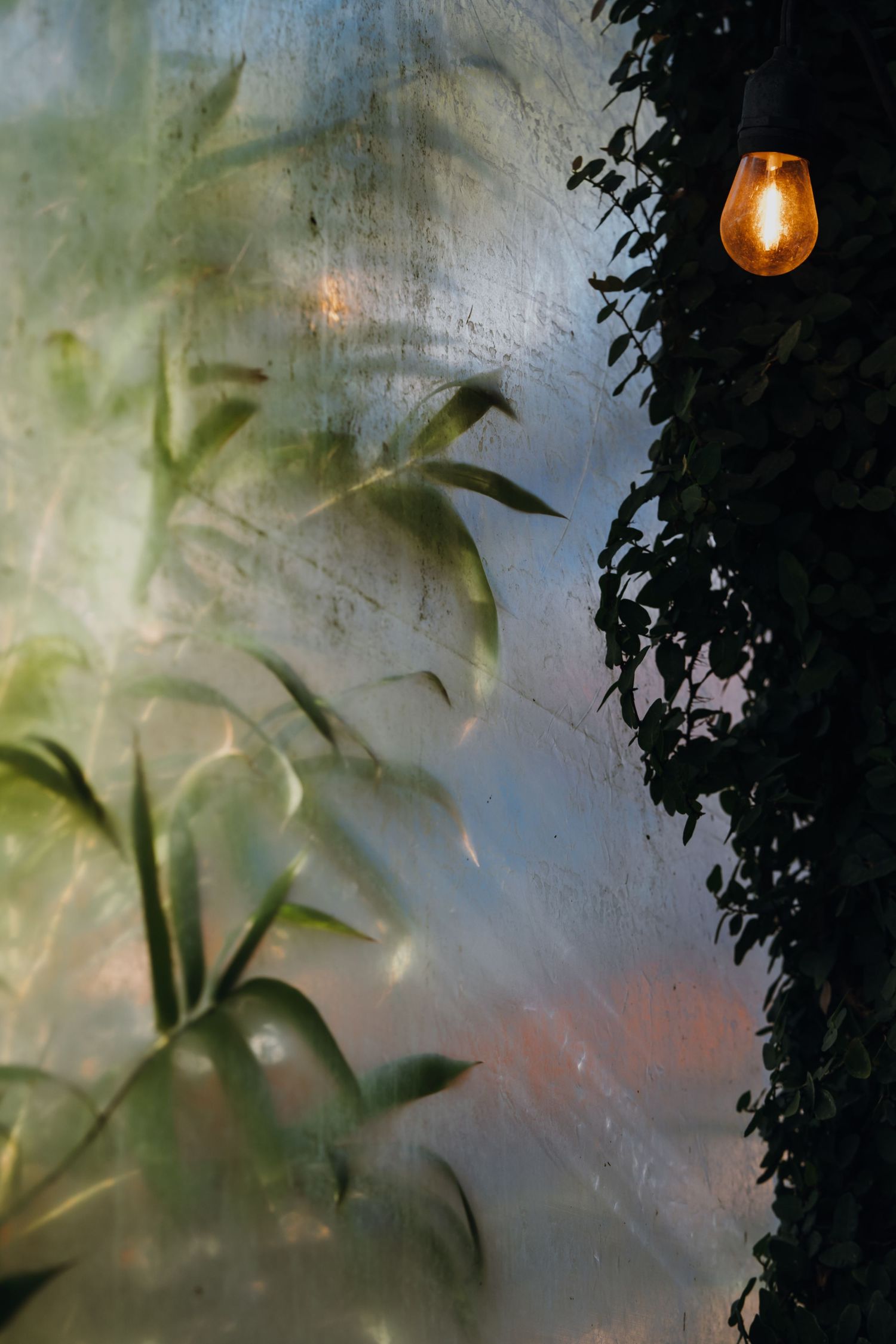 Glowing Edison bulb hanging beside lush green plants against a textured wall in moody atmospheric lighting.