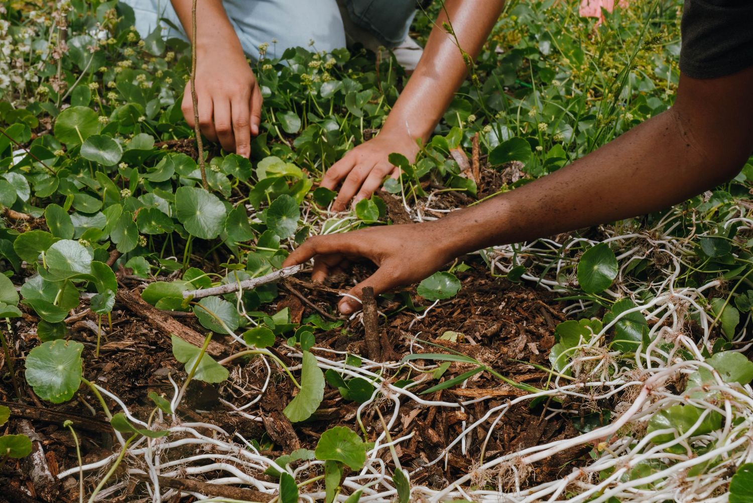 Two people work together planting seedlings in rich garden soil.