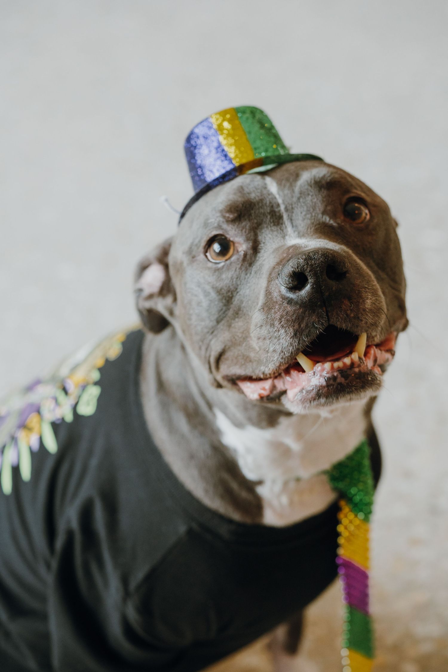 Gray pit bull dog wearing Mardi Gras sequin hat and colorful beaded necklace in festive costume.