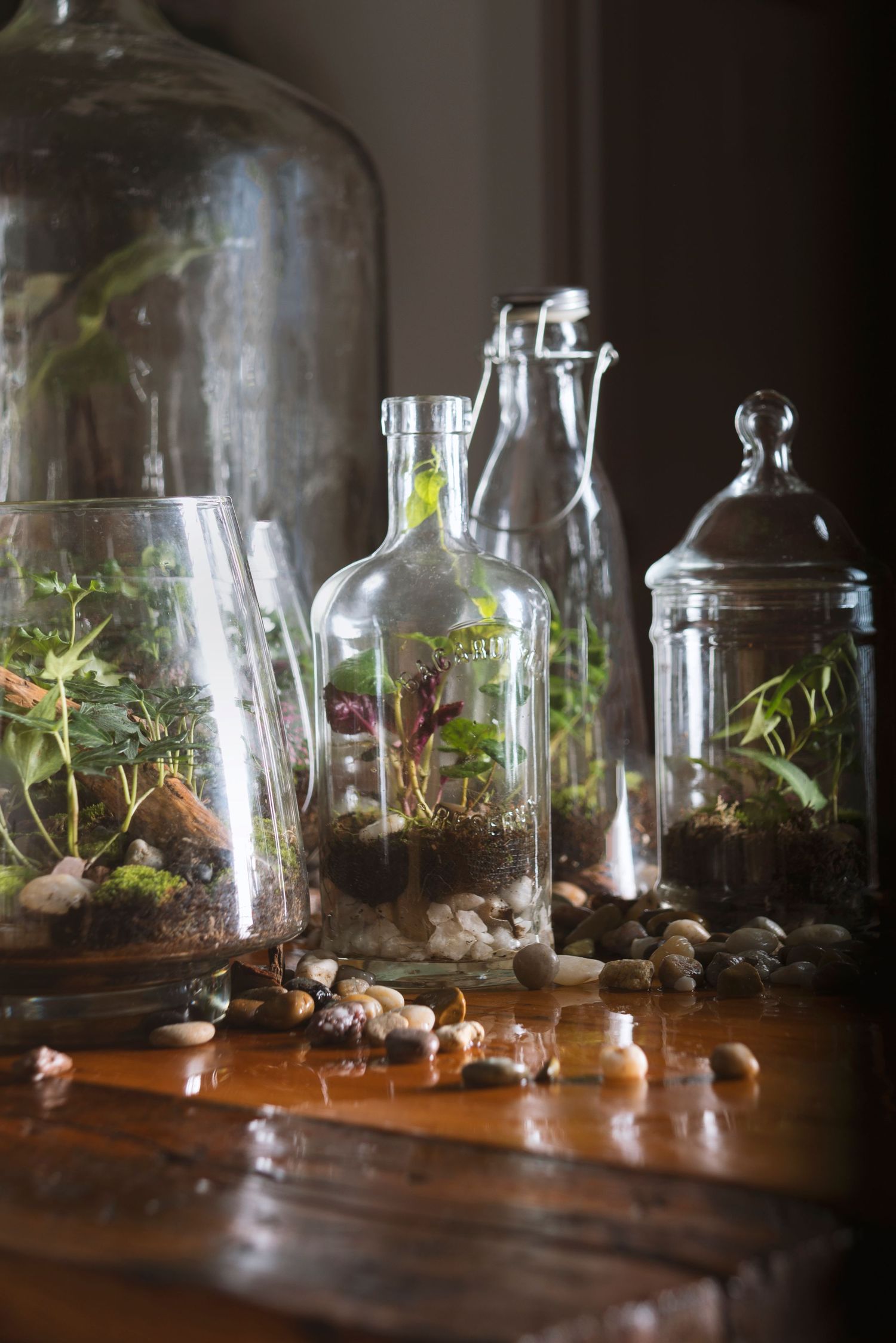 Glass bottles and jars containing miniature terrariums with moss, stones, and small plants on wooden surface.