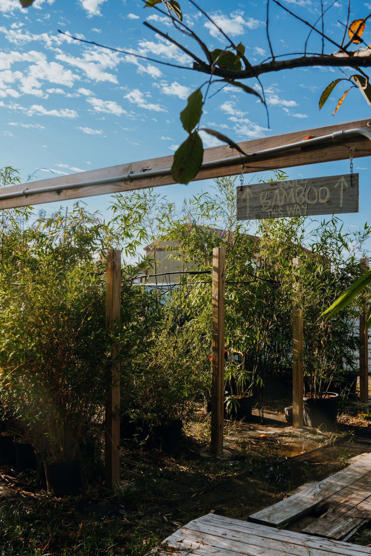Outdoor nursery bamboo section with wooden sign and tall green bamboo plants under blue sky.