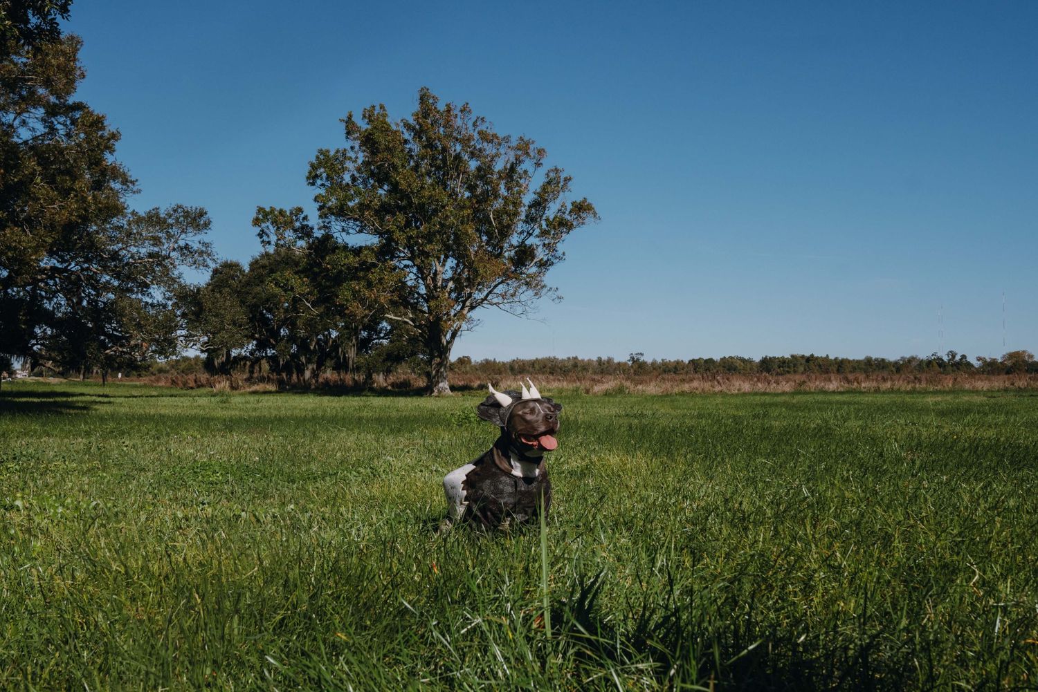 A small dog sits in a lush green field with large trees and a clear blue sky in the background.