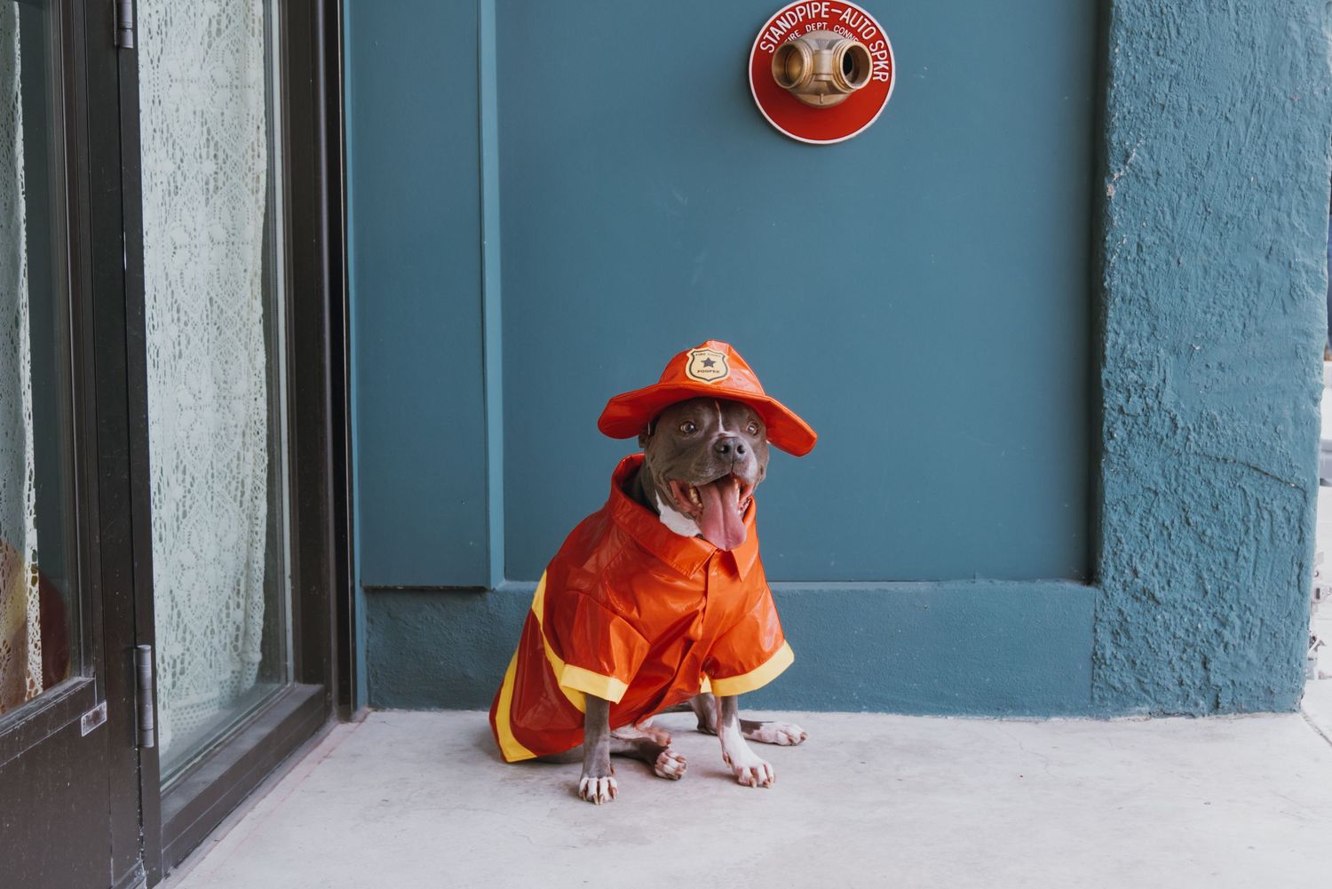 A pug dog wearing an orange firefighter costume sitting on a sidewalk next to a teal wall.