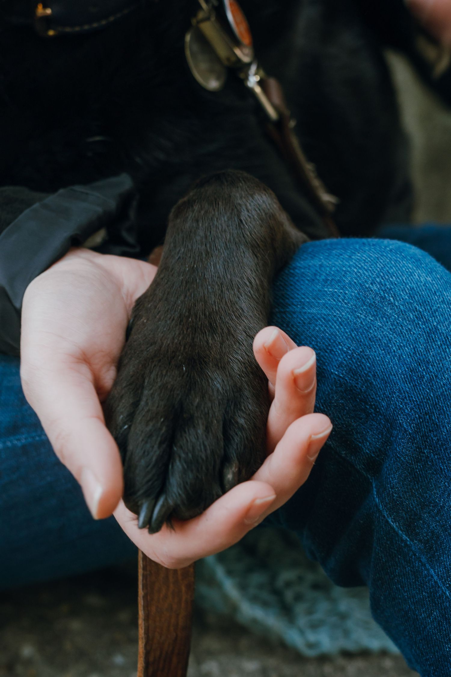 A person gently holds a black dog's paw in their hands while seated, wearing blue jeans.