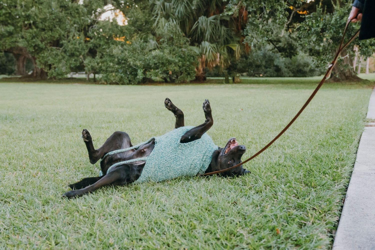 A black dog wearing a green sweater rolling playfully on its back in a grassy park while on a leash.