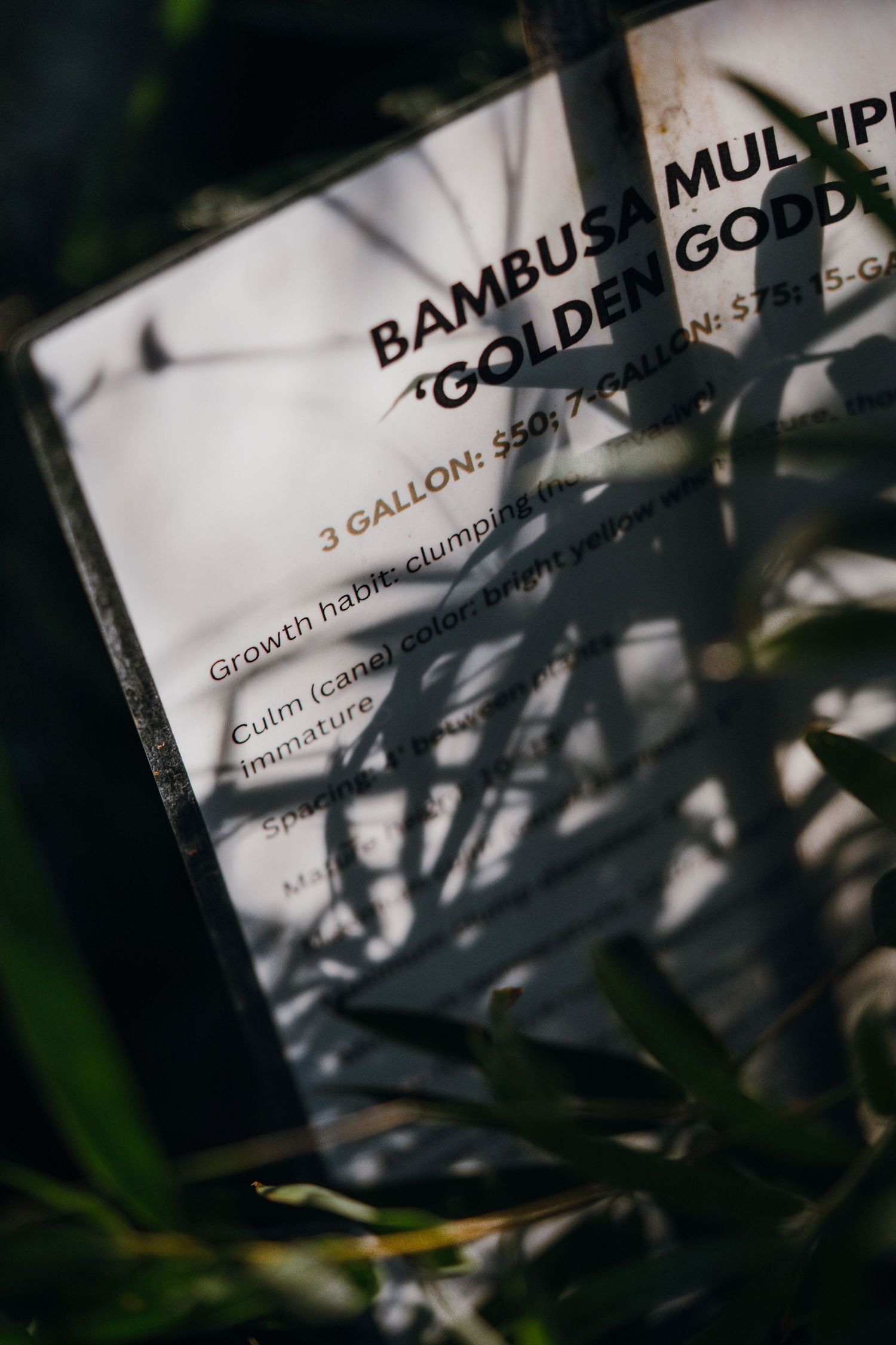Bambusa Multiplex Golden Goddess bamboo plant sign with pricing and growth details.