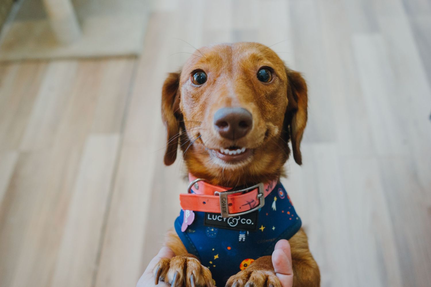 Adorable brown dachshund wearing a blue bandana and red collar smiles at camera on light wood floor.