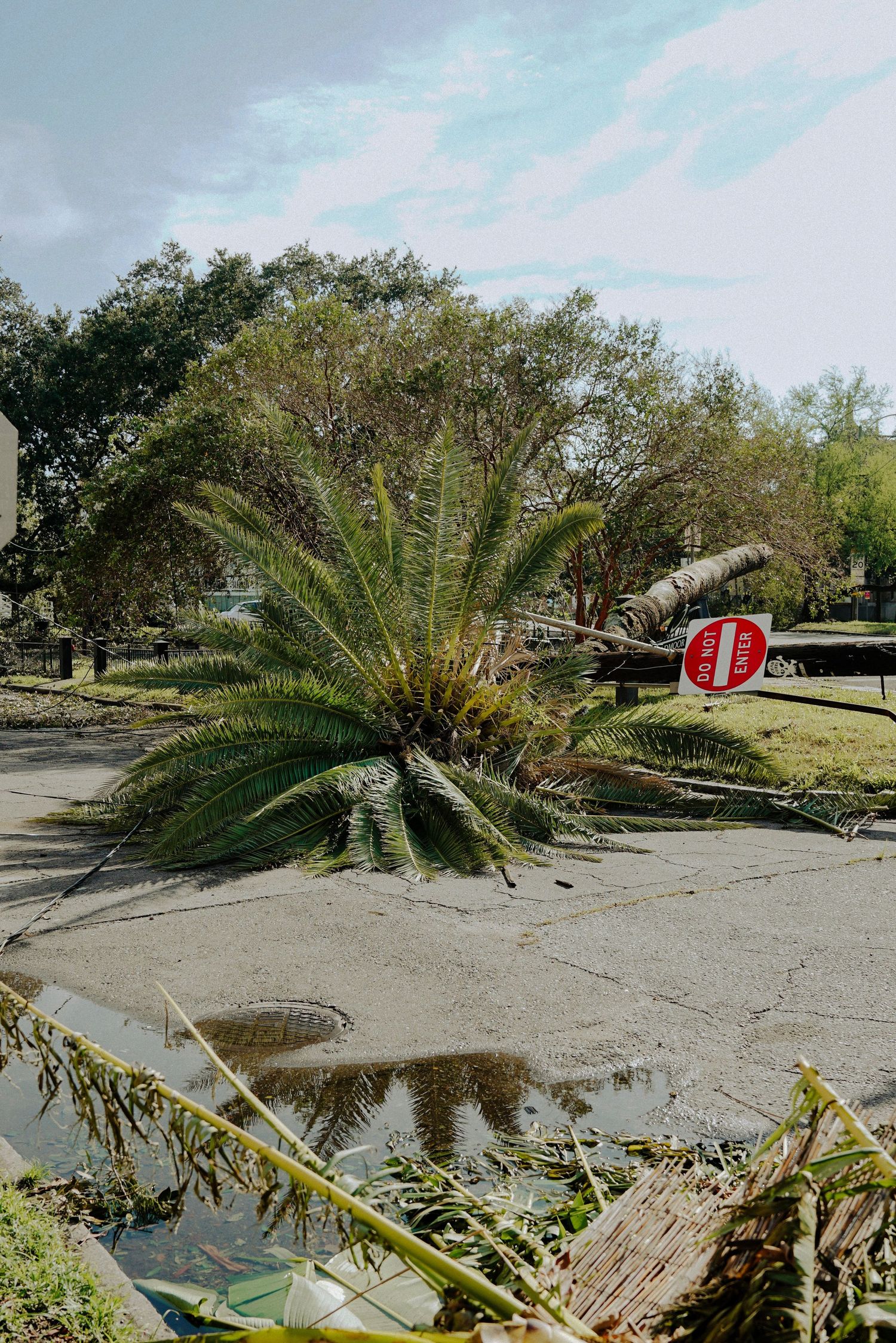 Uprooted palm tree blocking a street intersection next to a fallen stop sign after a storm.