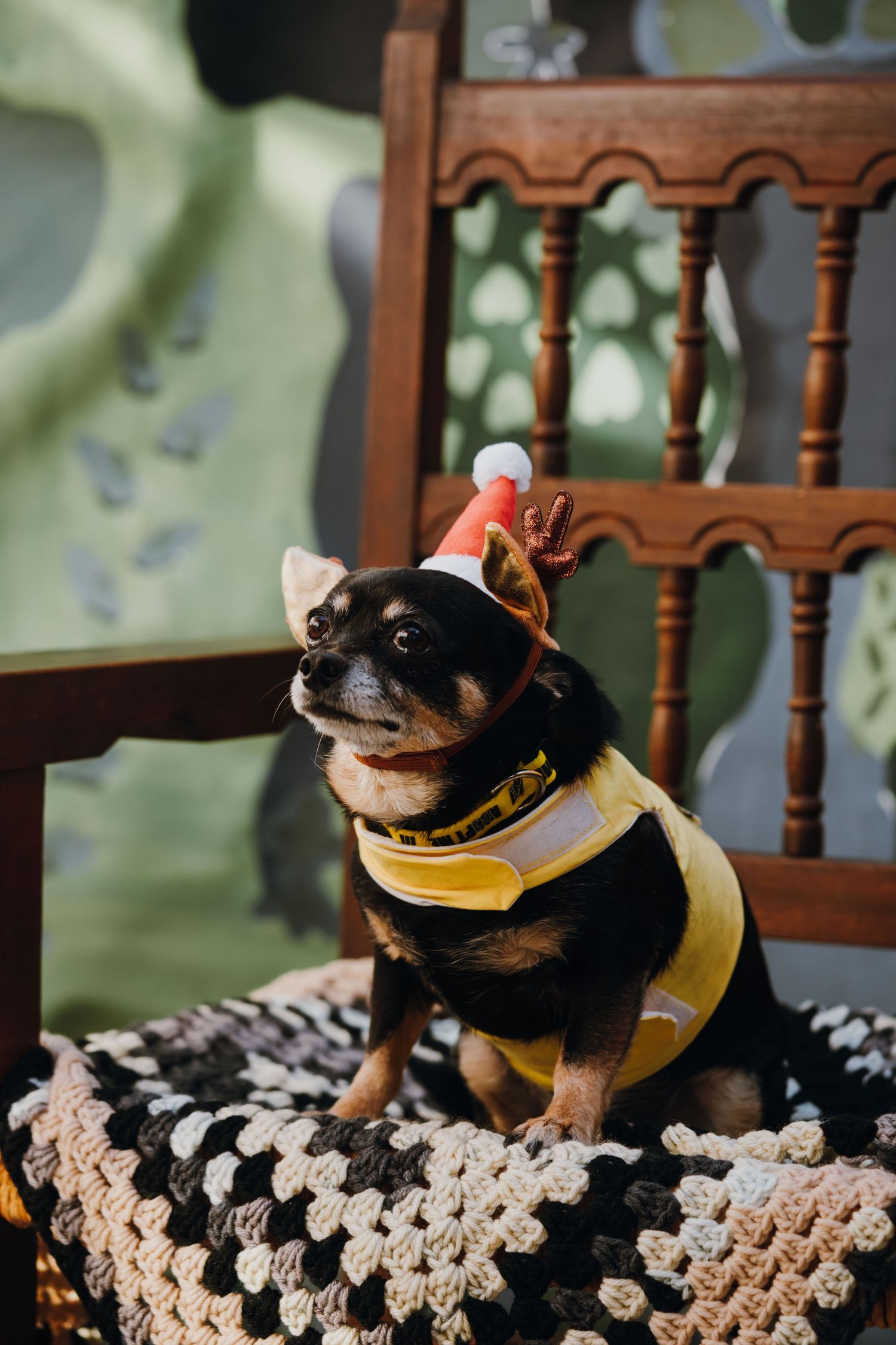 Chihuahua dog wearing a Santa hat and yellow bandana sitting on a crocheted blanket on a wooden chair.