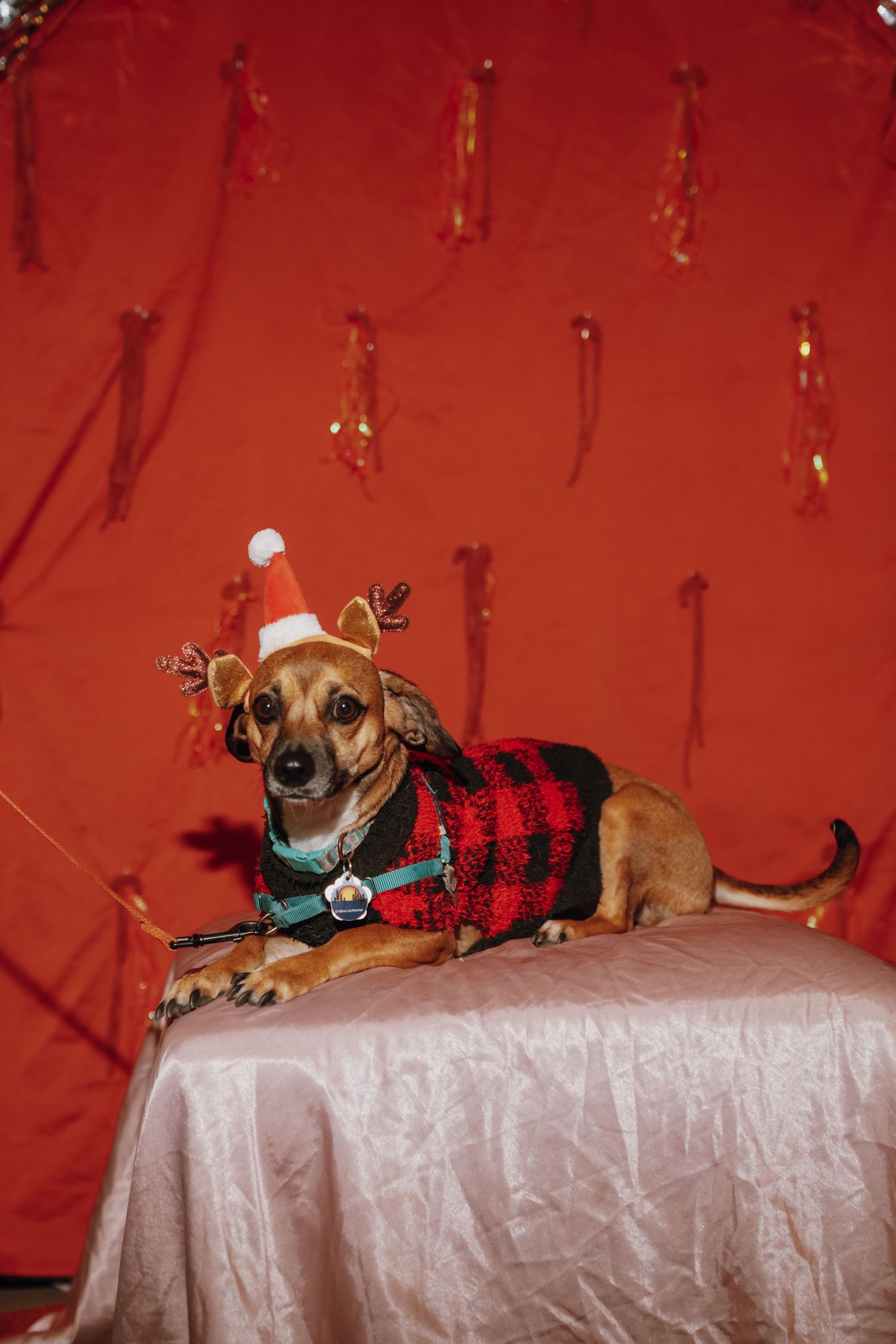 A small dog in a Santa hat and reindeer antlers wearing a plaid sweater poses on a table.