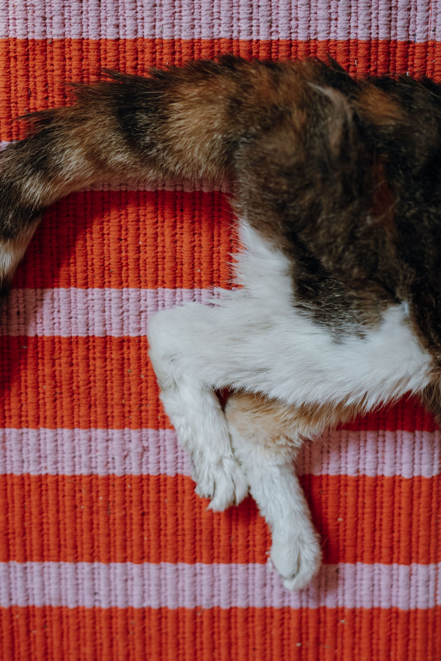 Calico cat lying on a red and white striped rug with paws outstretched.