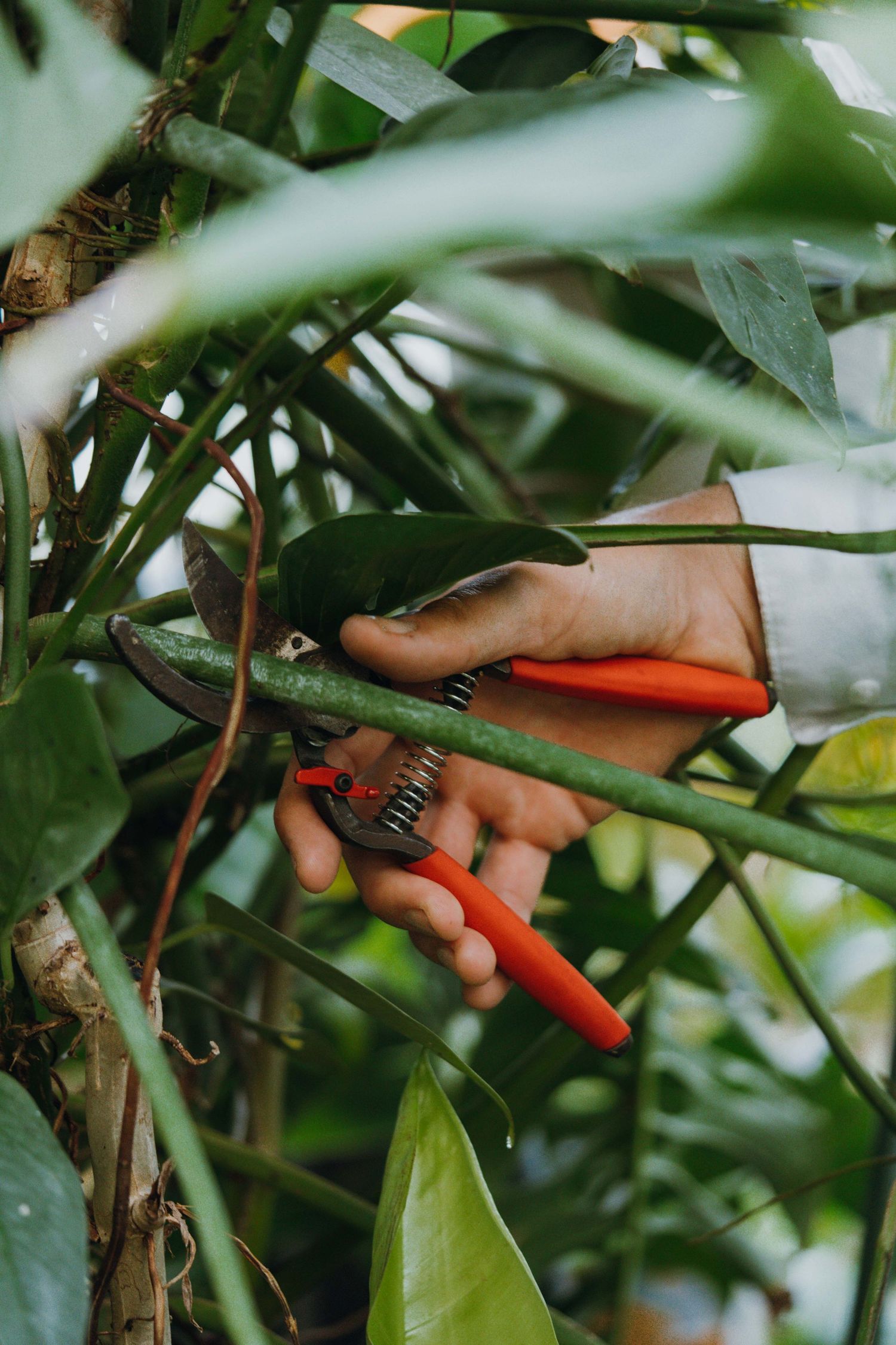 Hands using red-handled pruning shears to cut stems among lush tropical foliage.