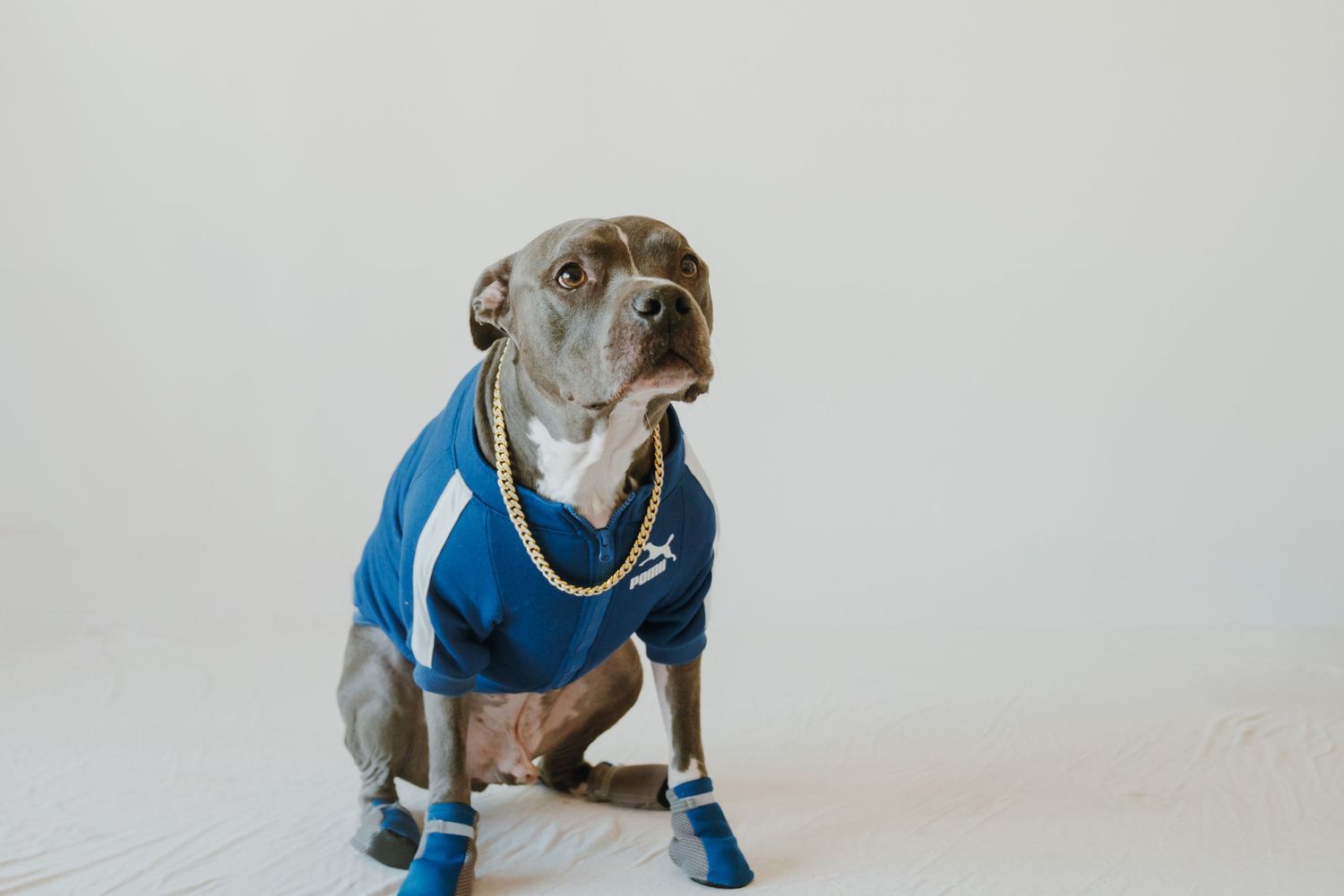 A gray pit bull dog wearing a blue jersey, gold chain necklace, and blue booties sits posed on a white surface.