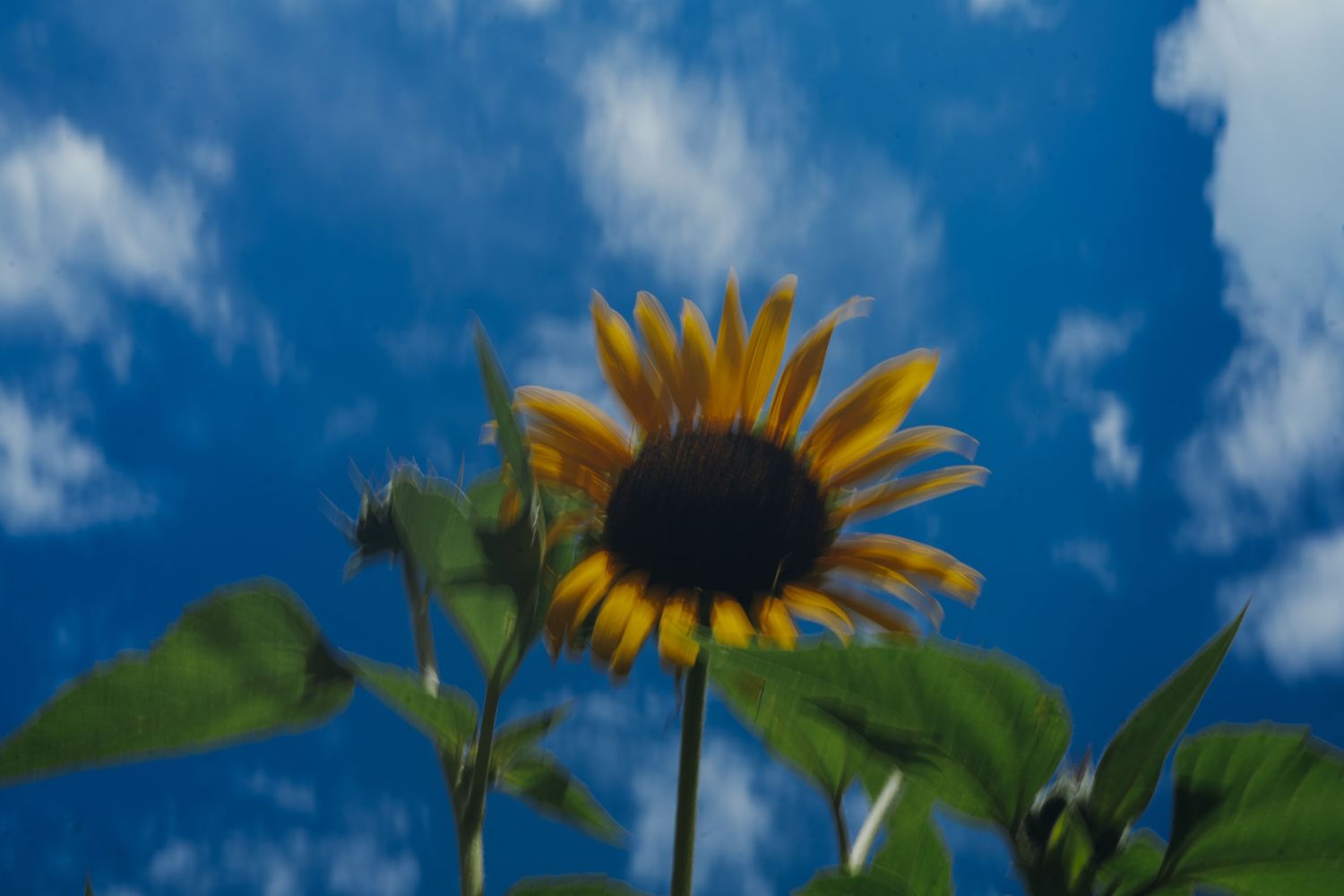 A vibrant sunflower shot from below against a bright blue sky with white clouds. New Orleans, Louisiana, Mississippi