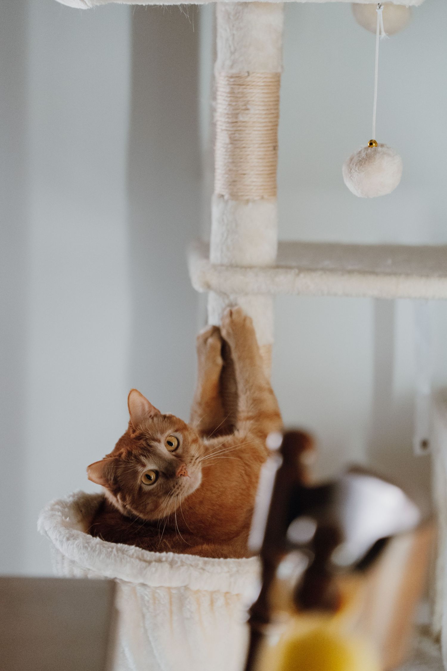 An orange tabby cat lounges in a cat tree basket, looking up curiously at a hanging toy ball.