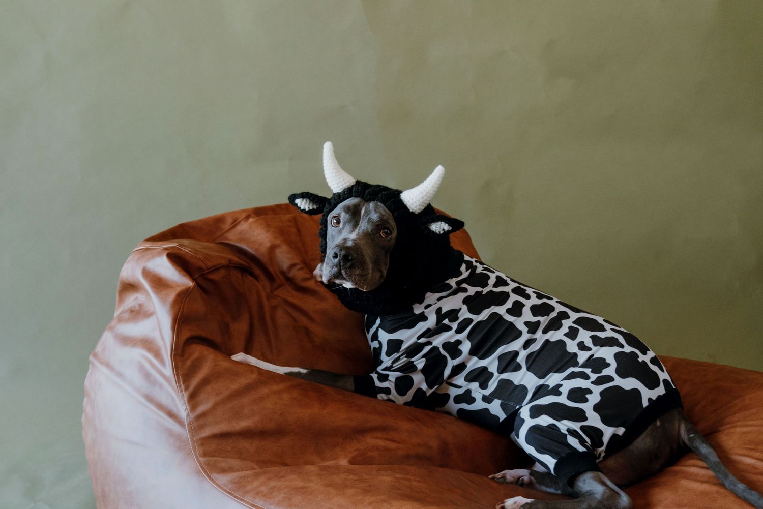 A dog dressed in a cow costume with horns relaxes on a brown leather bean bag chair.