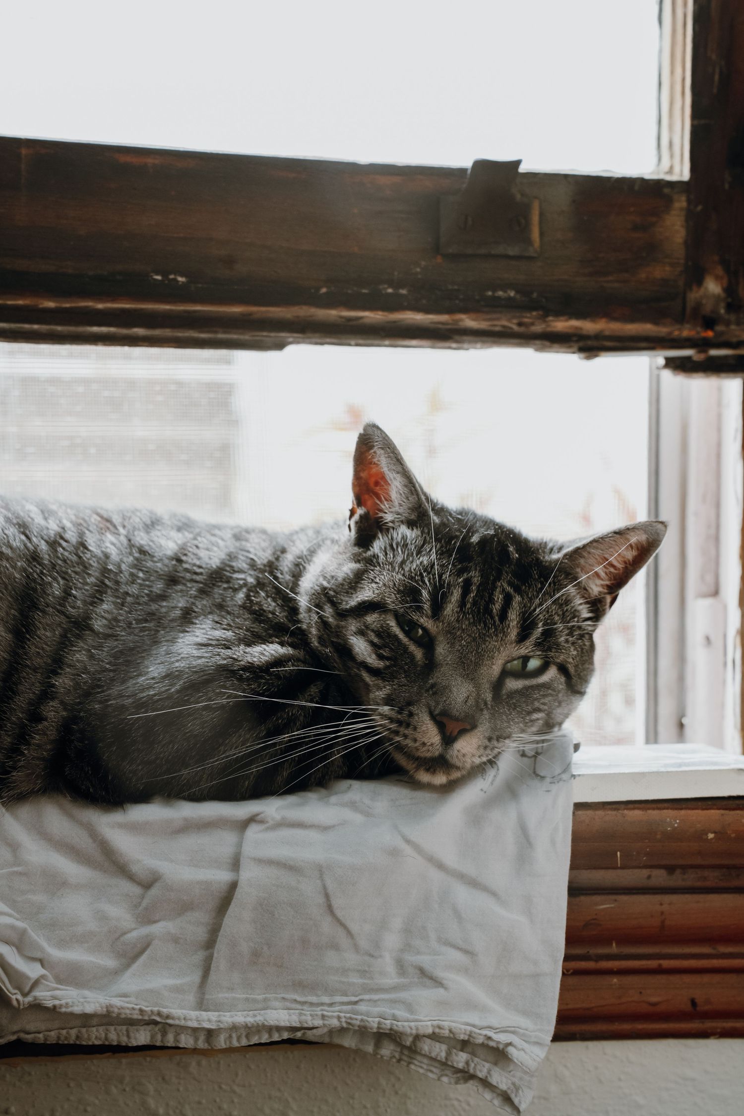 A gray tabby cat resting lazily on a white cloth by a rustic wooden window, with soft natural light filtering in.
